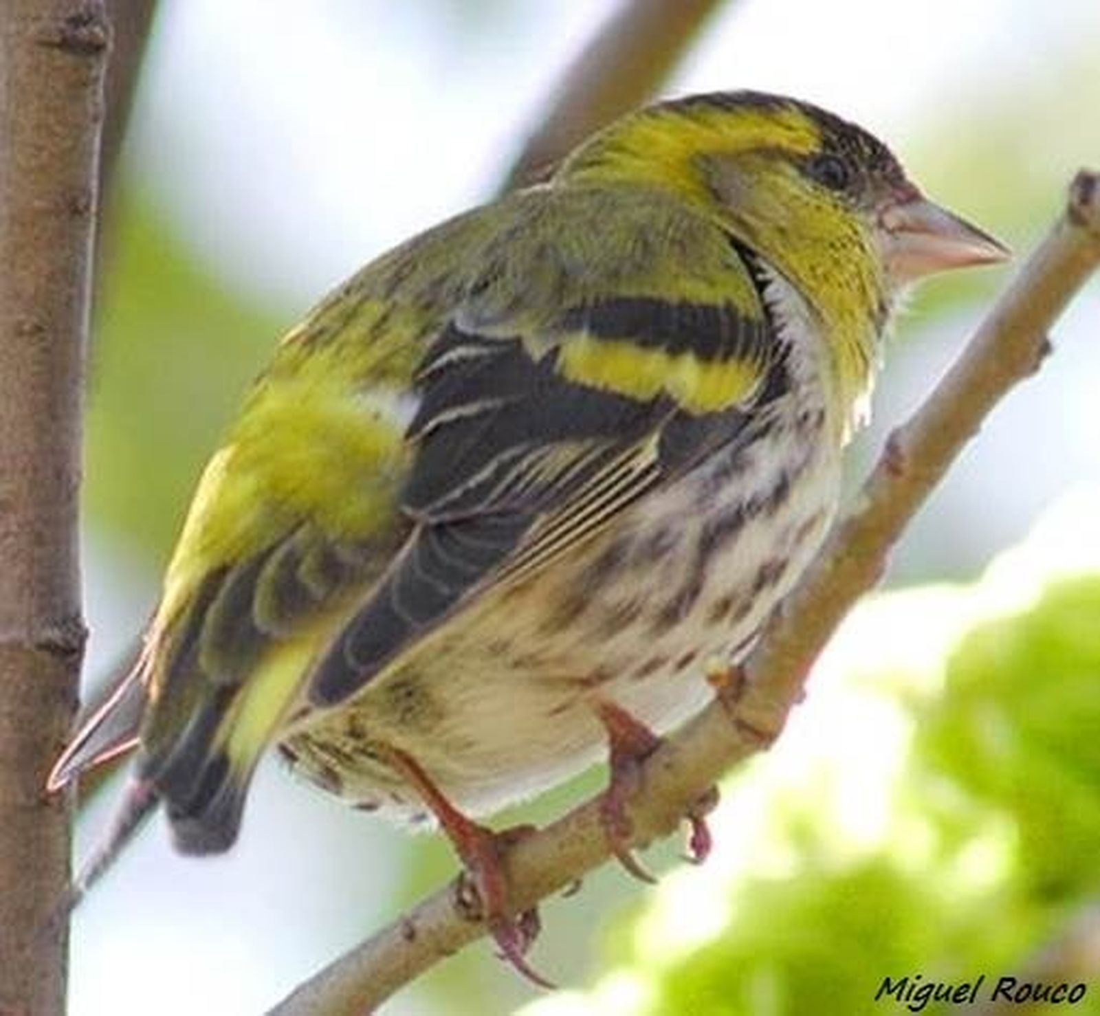 Lúgano. Foto: Miguel Rouco