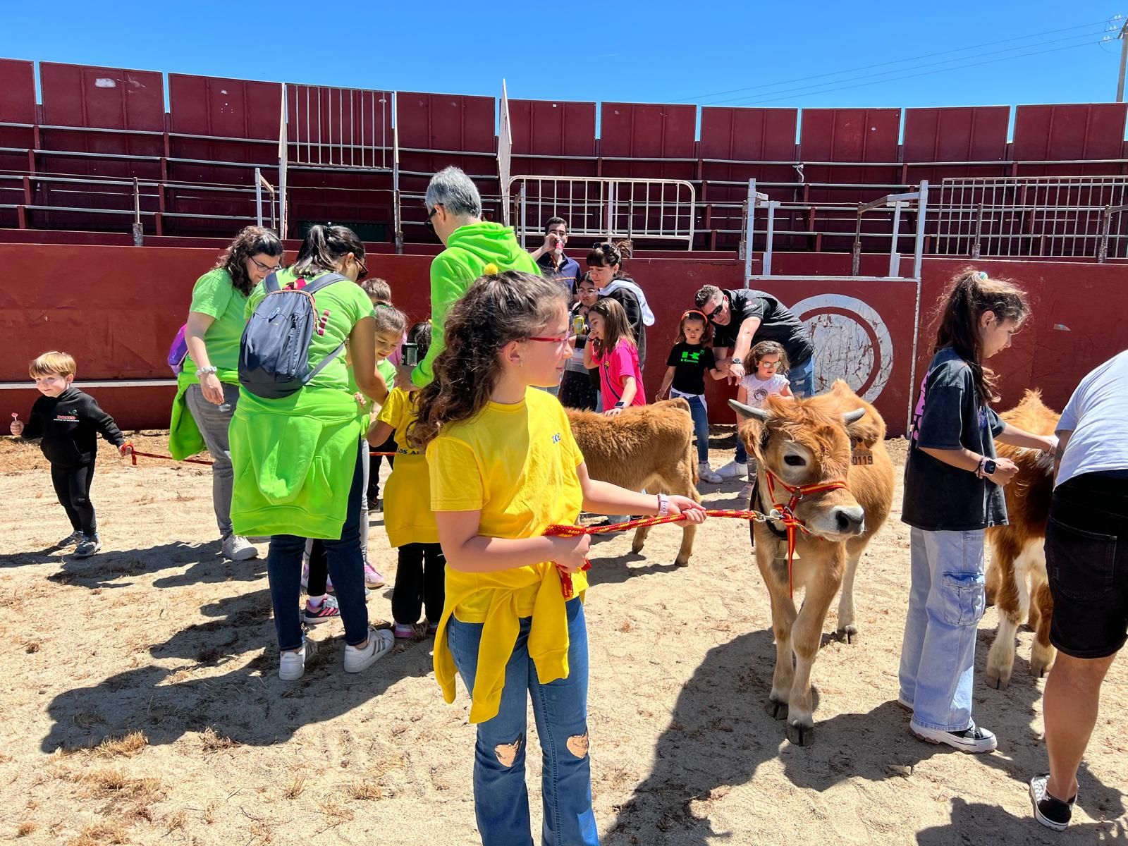 mini-bueyes-en-elas-fiestas-de-doninos-2025-35