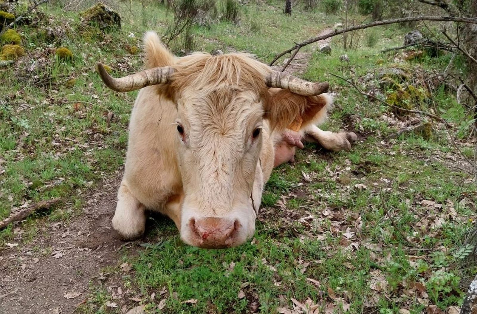 Vaca atacada por buitres en San Esteban de la Sierra. Foto UPA Salamanca