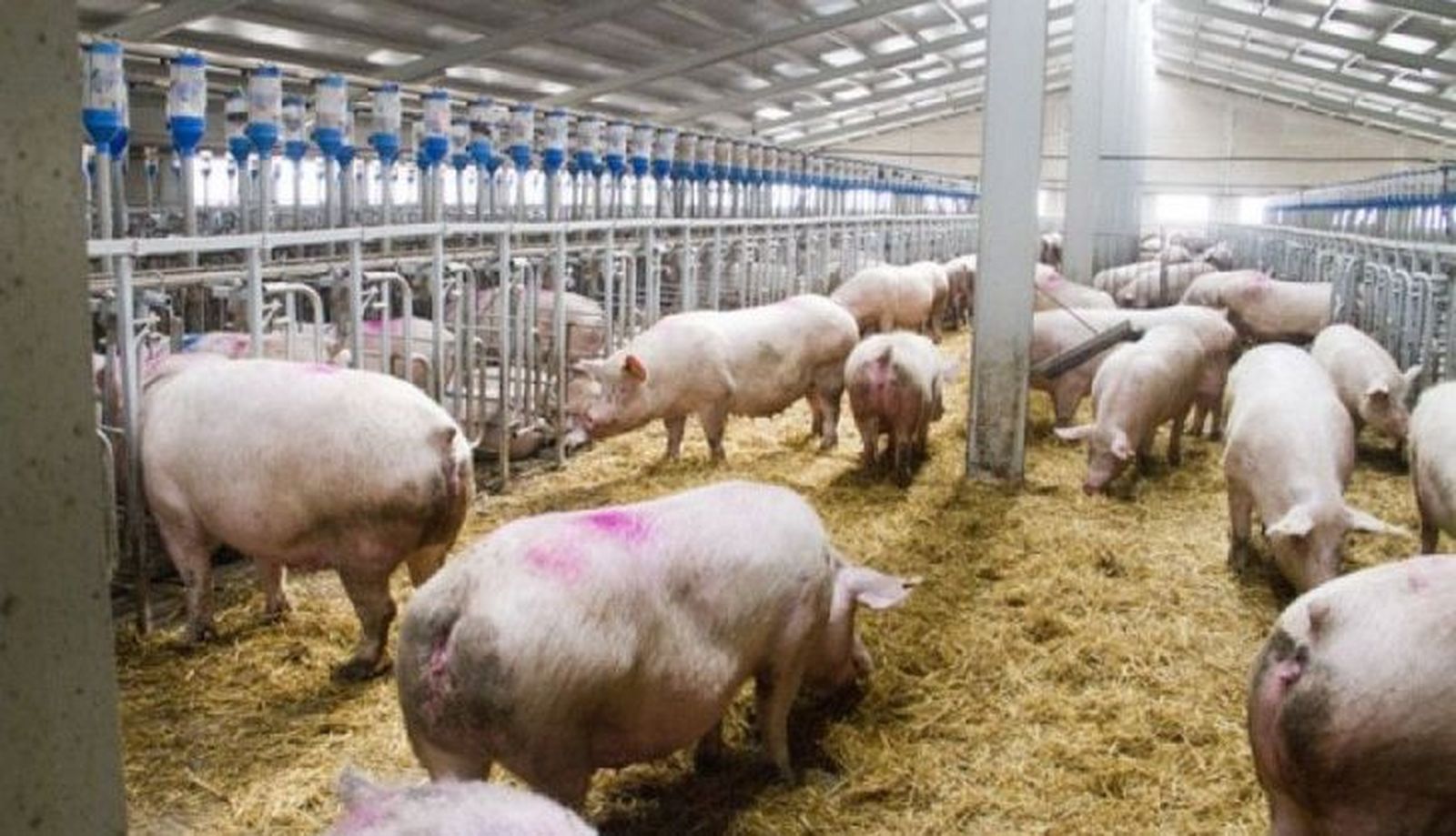 Granja de porcino blanco. Archivo
