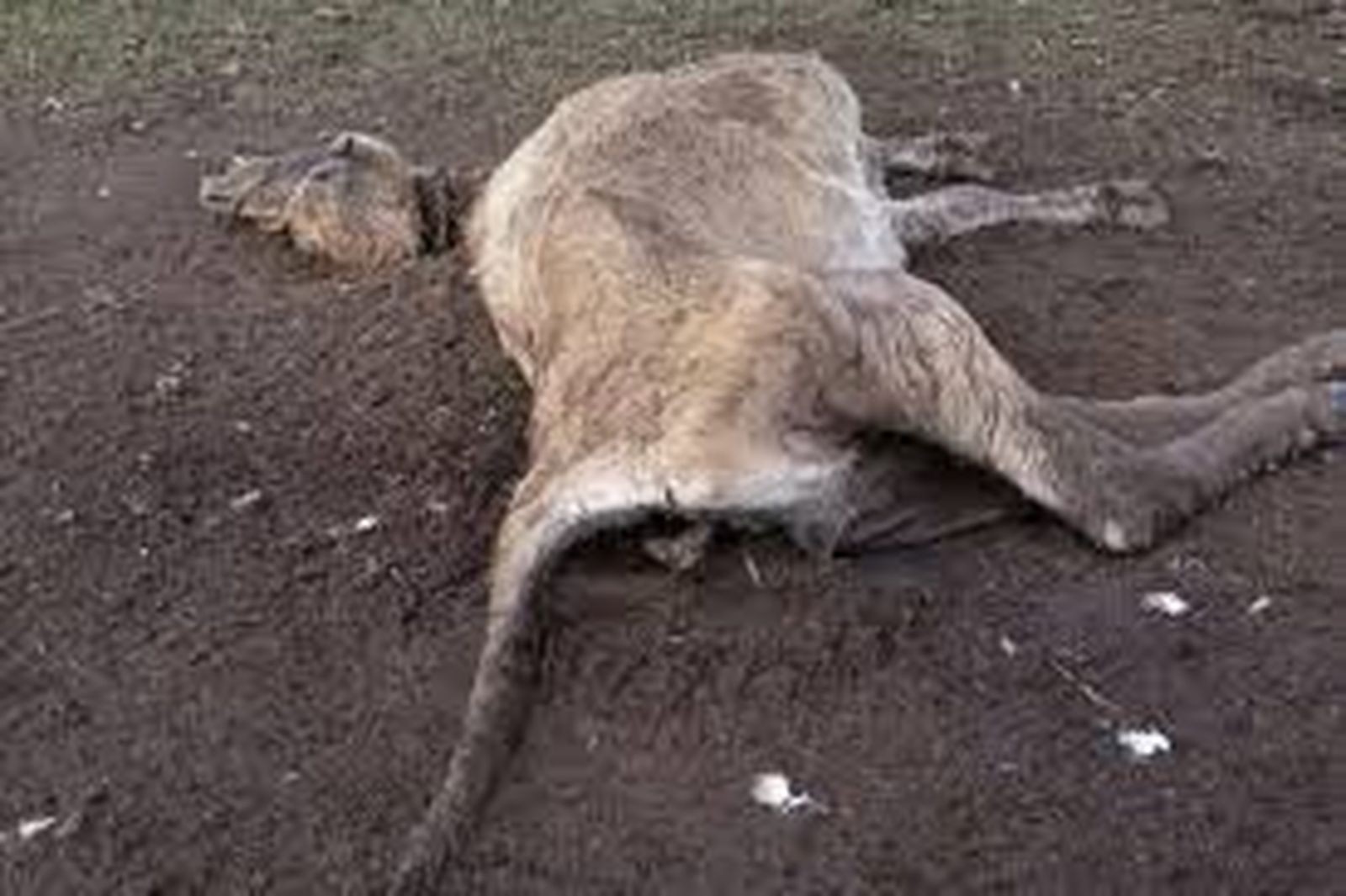Ganado muerto