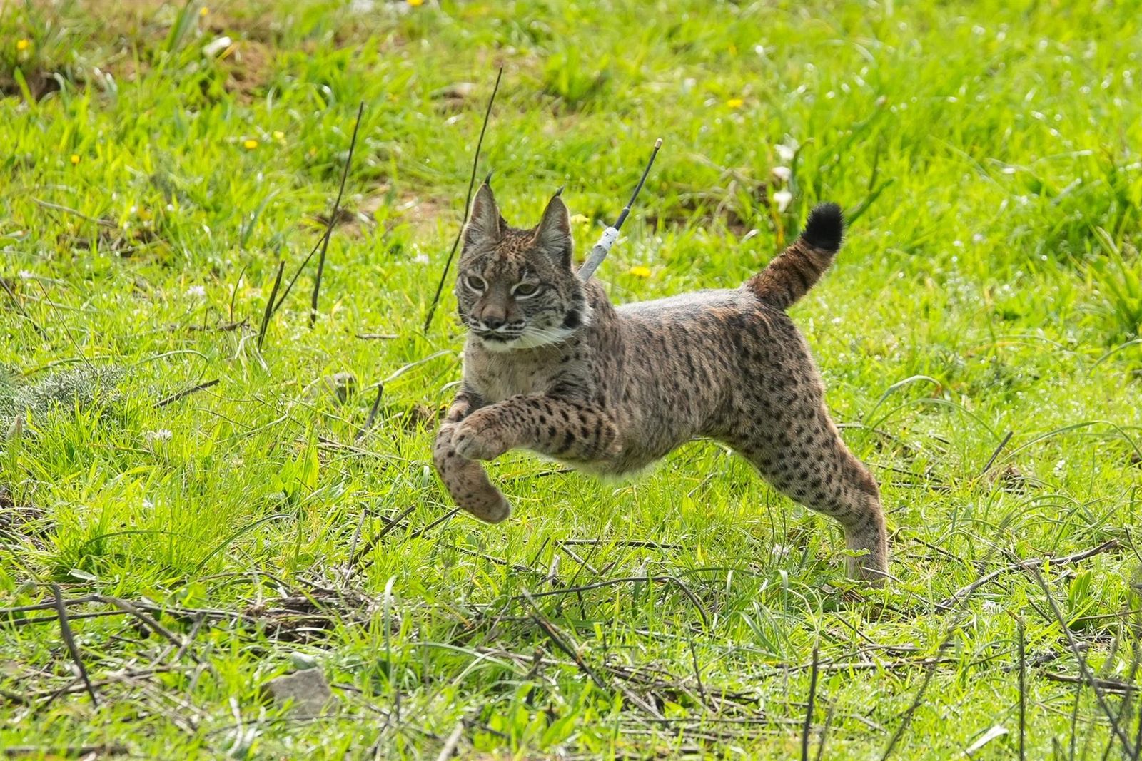 Lince ibérico puesto en libertad. Foto Francisco J. Olmo | EP