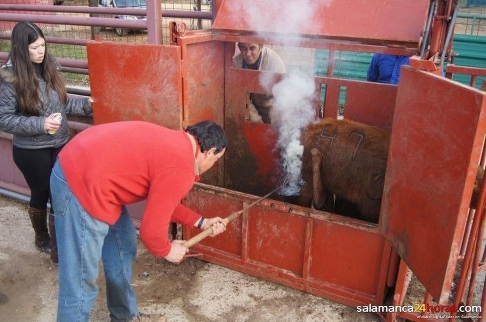 Animado herradero en la ganadería Gómez de Morales