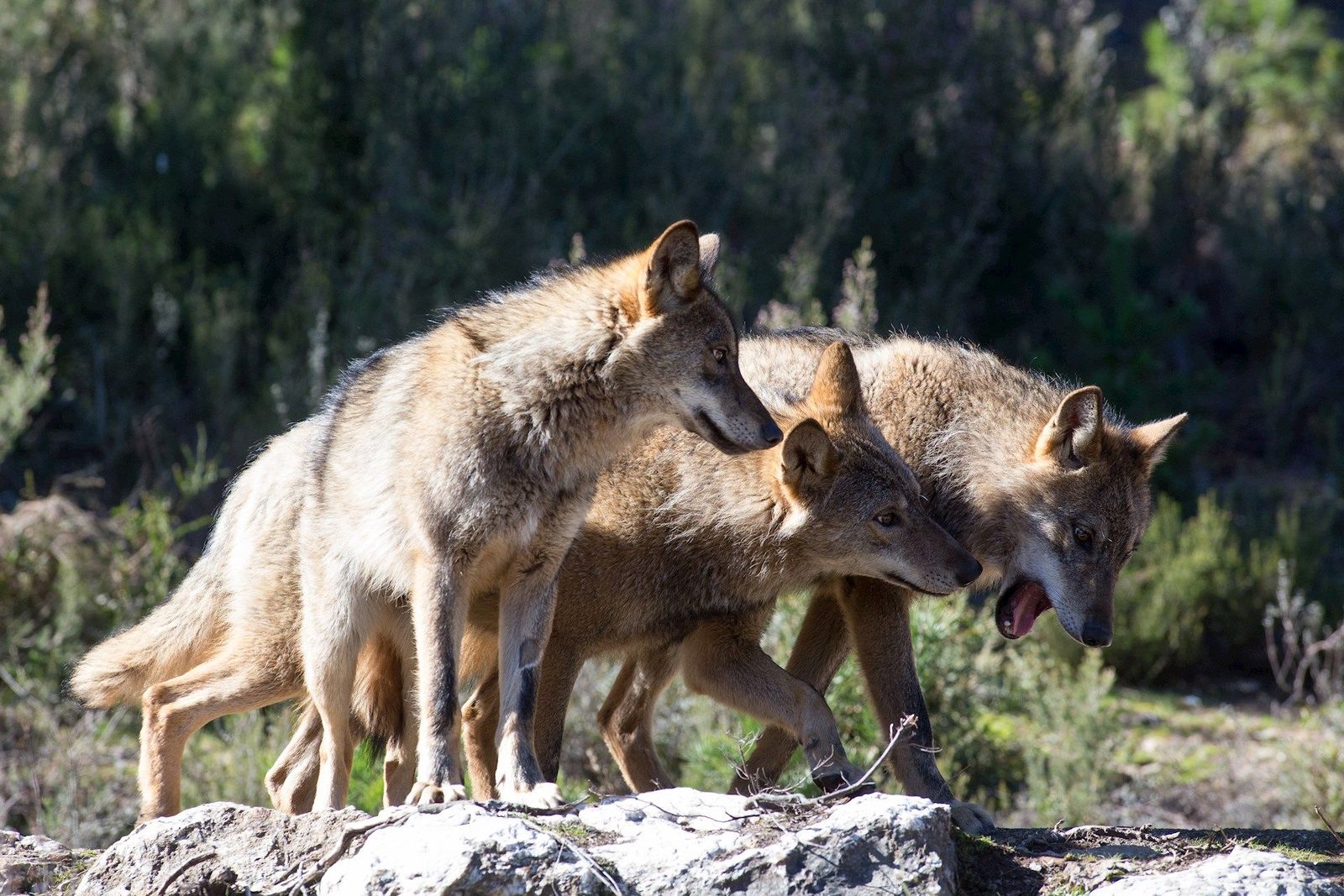 Varios lobos ibéricos del Centro del Lobo Ibérico en localidad de Robledo de Sanabria. Foto de archivo
