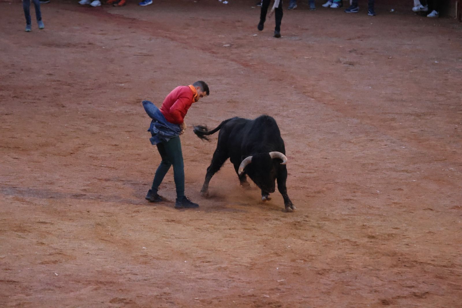 Capea de Sábado tarde en el Carnaval del Toro de Ciudad Rodrigo