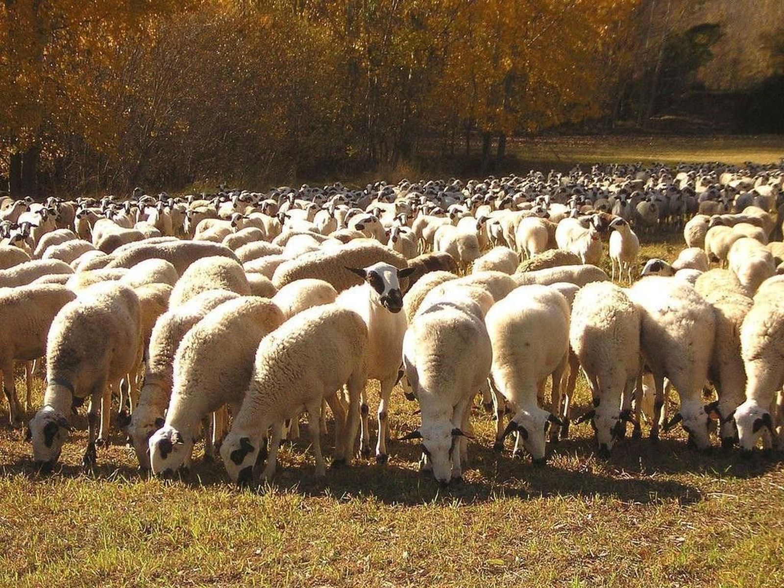 La detección de Lengua Azul en Francia hace saltar las alarmas La detección de Lengua Azul en Francia hace saltar las alarmas