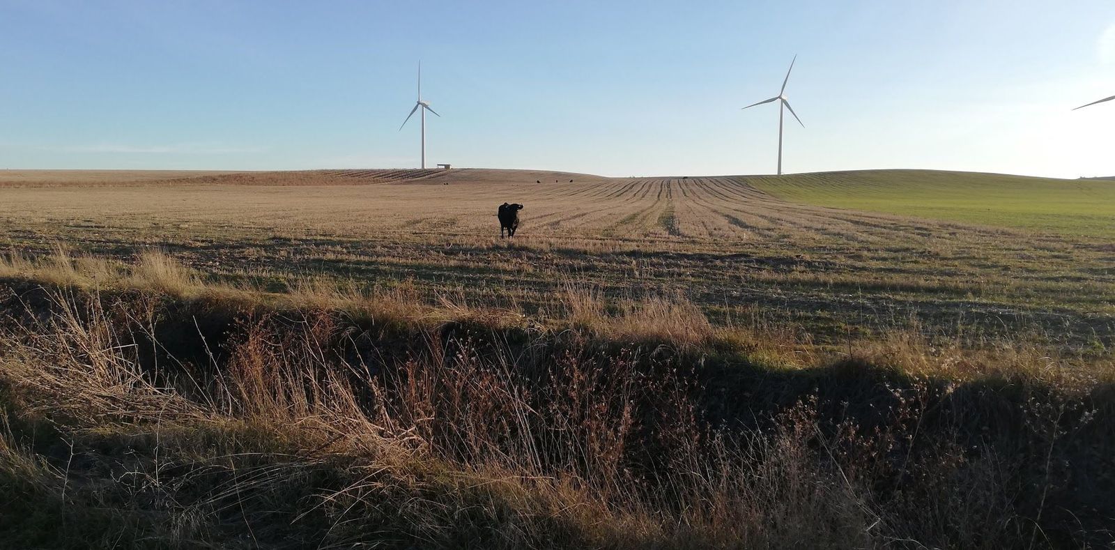 Parque eólico y ganado. Garcihernández