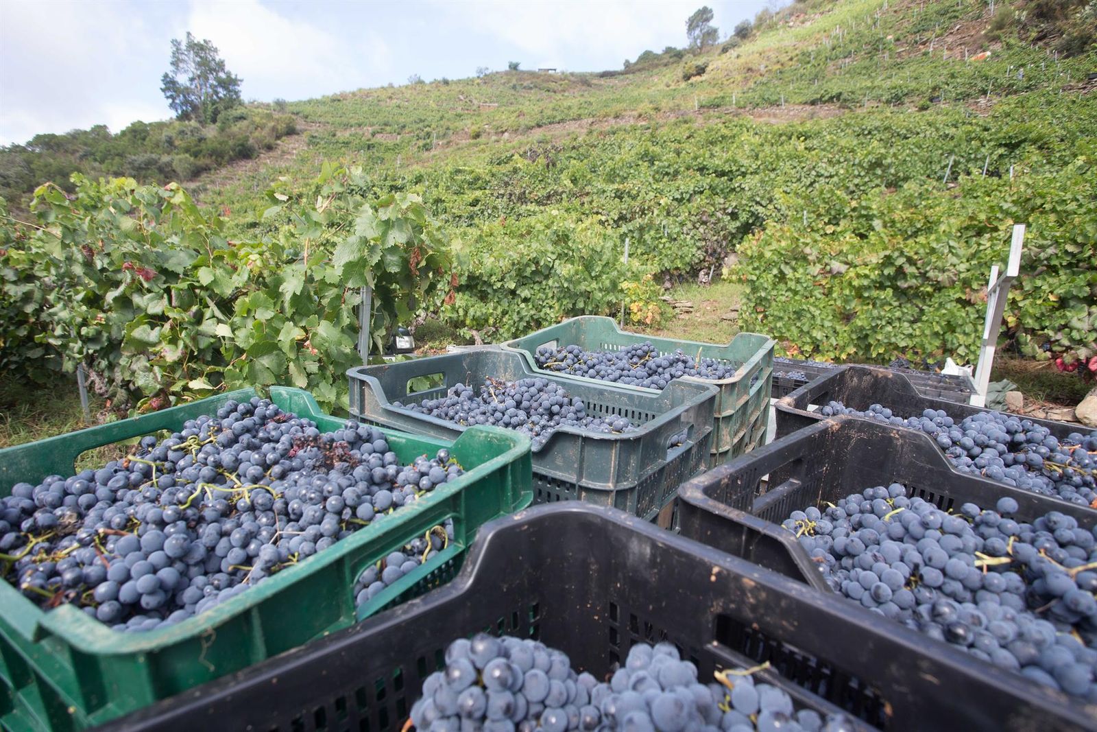 Foto de archivo de la vendimia EP