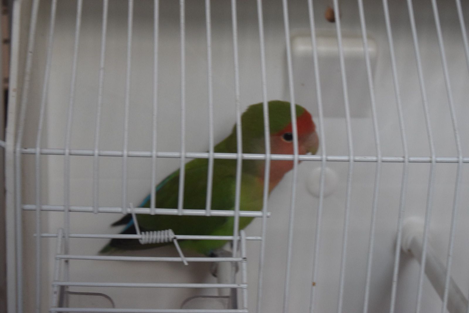 exposicion-ornitologica-en-el-colegio-universitario-9