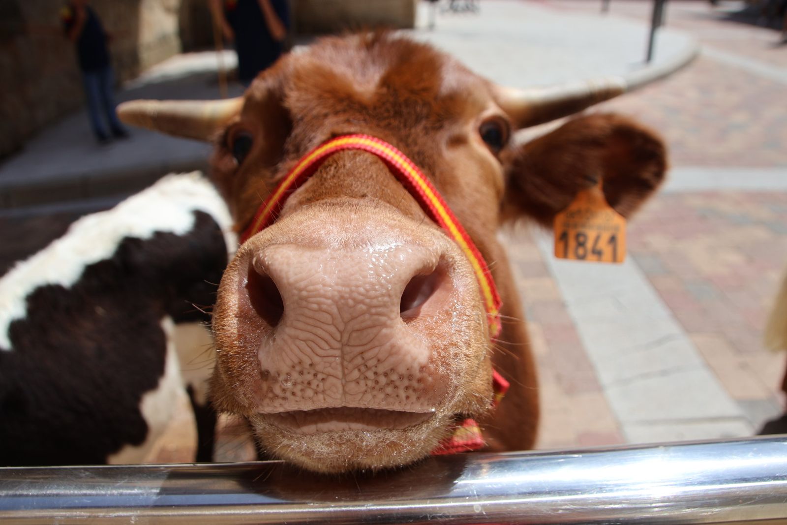 Castellanos de Villiquera, encierro infantil