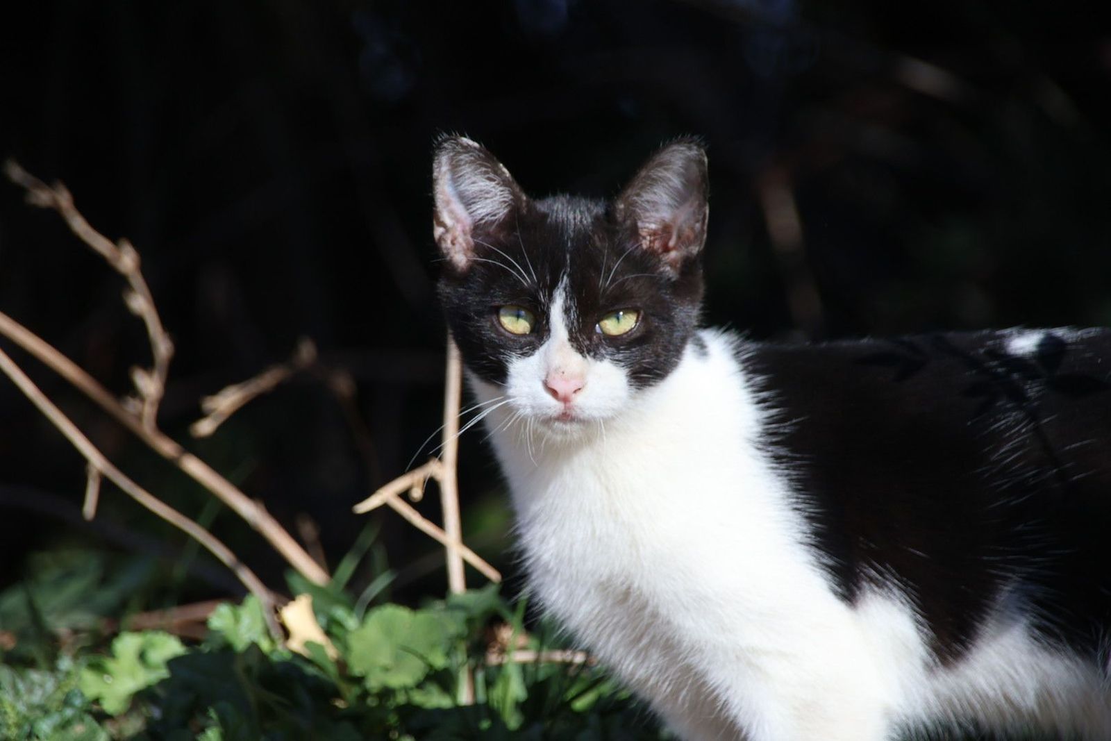 Colonias de gatos en el río