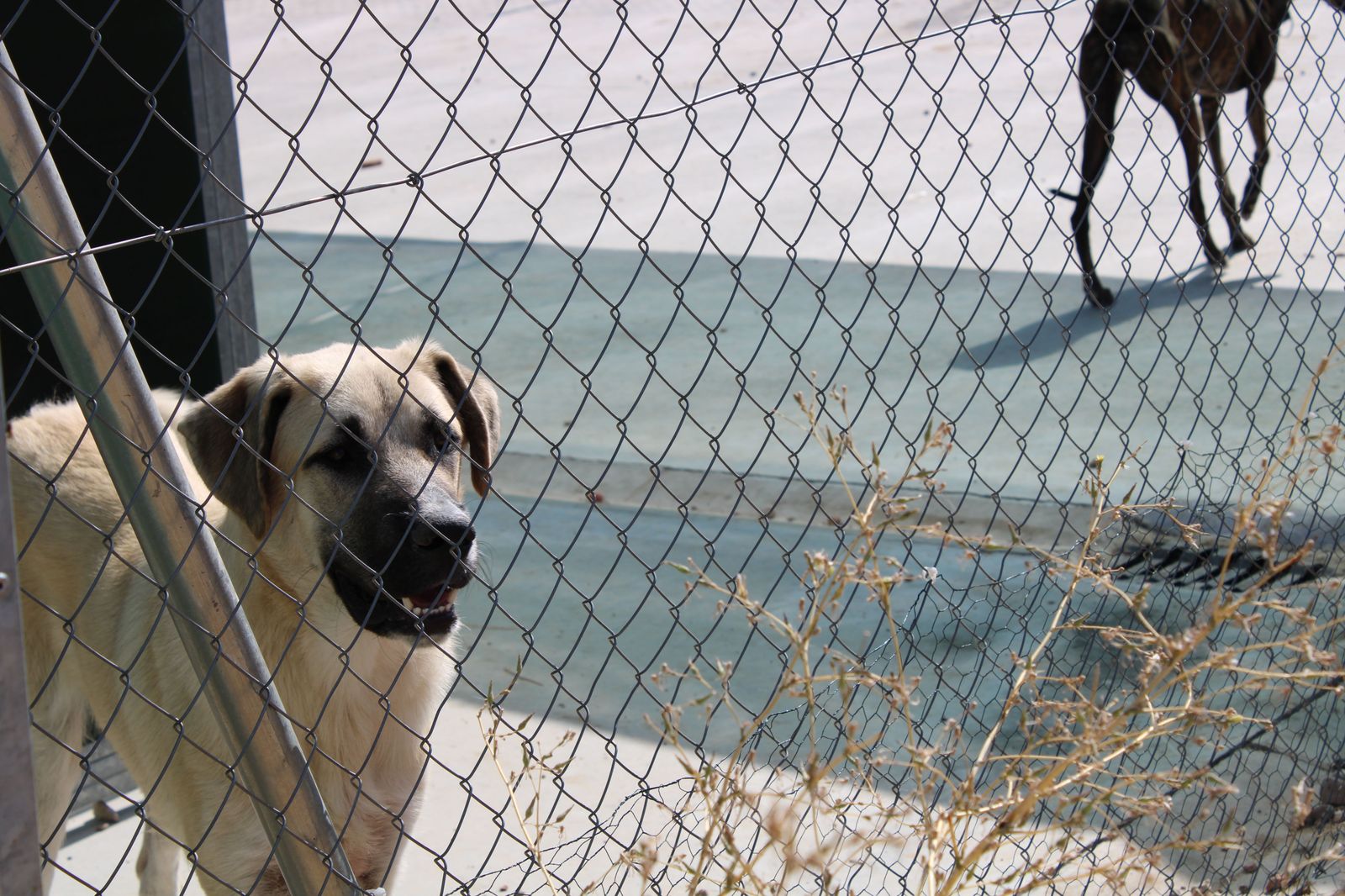 refugio-de-animales-del-ayuntamiento-de-salamanca-61