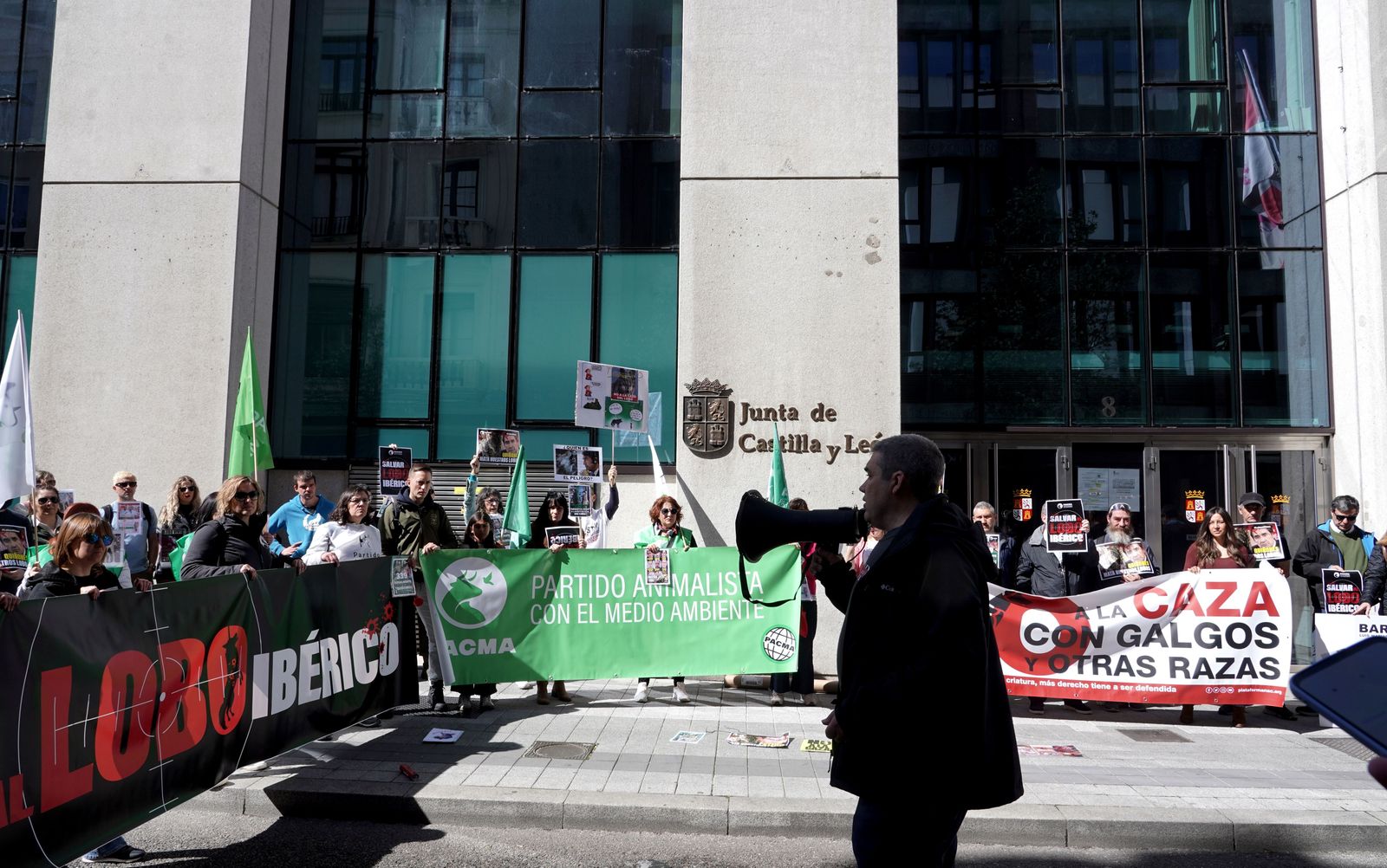 PACMA  urge a la Junta a proteger al lobo ibérico frente a la presión ganadera