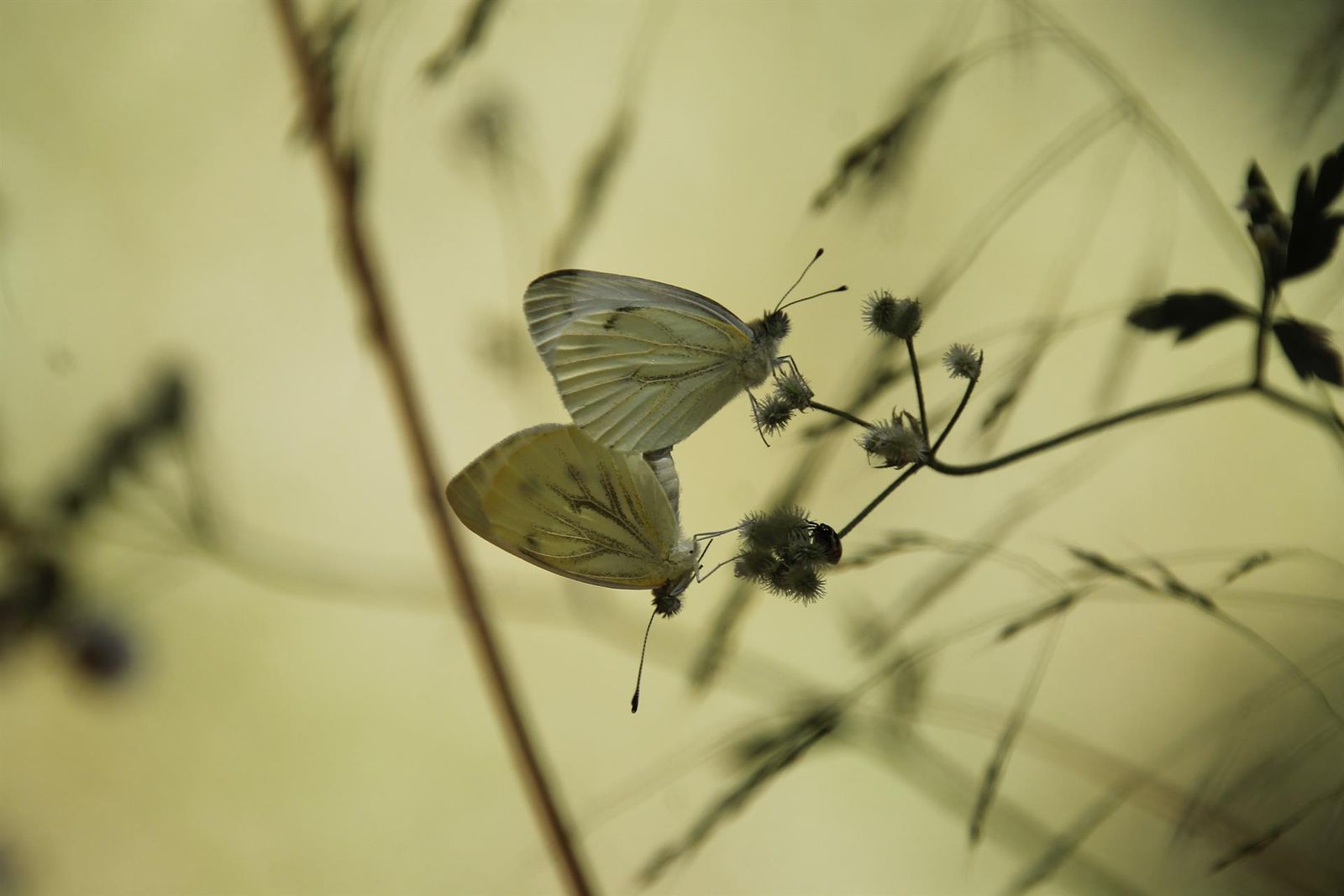 Ejemplo de mariposa. EP.