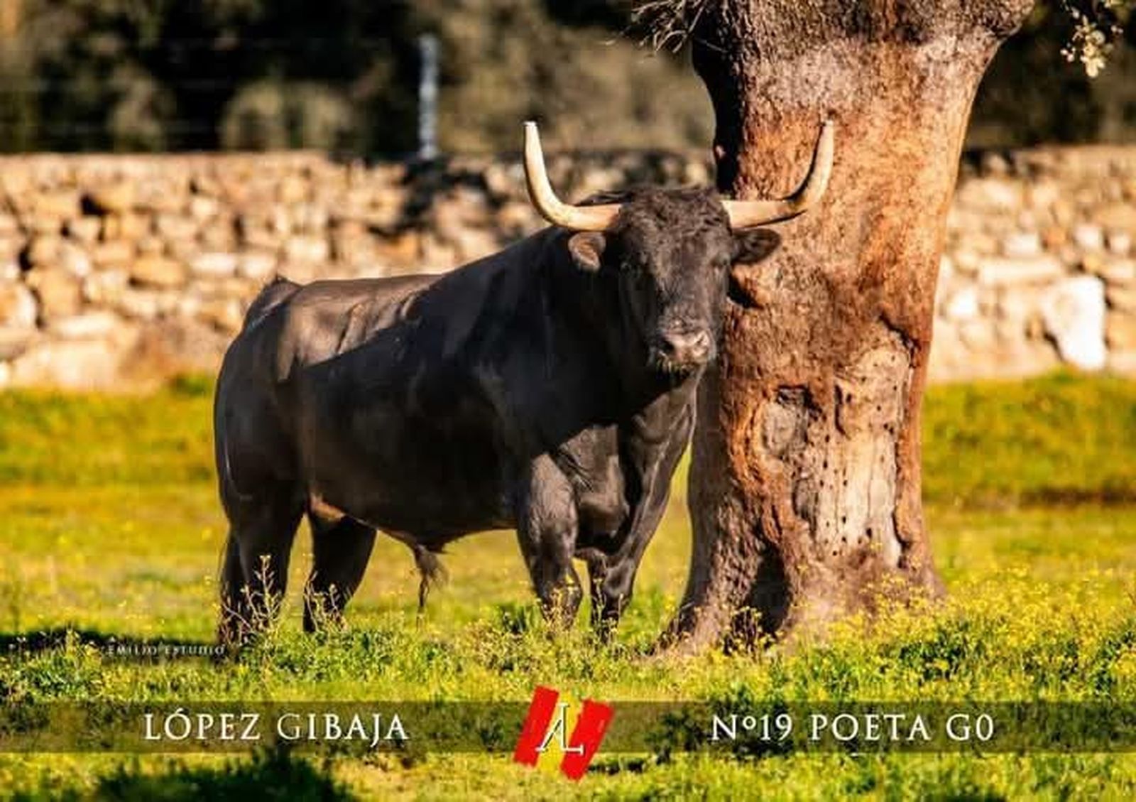 'Poeta' de la ganadería de López Gibaja, Toro del Aguardiente 2025. Foto Emilio Estudio | @carnavaldeltoro