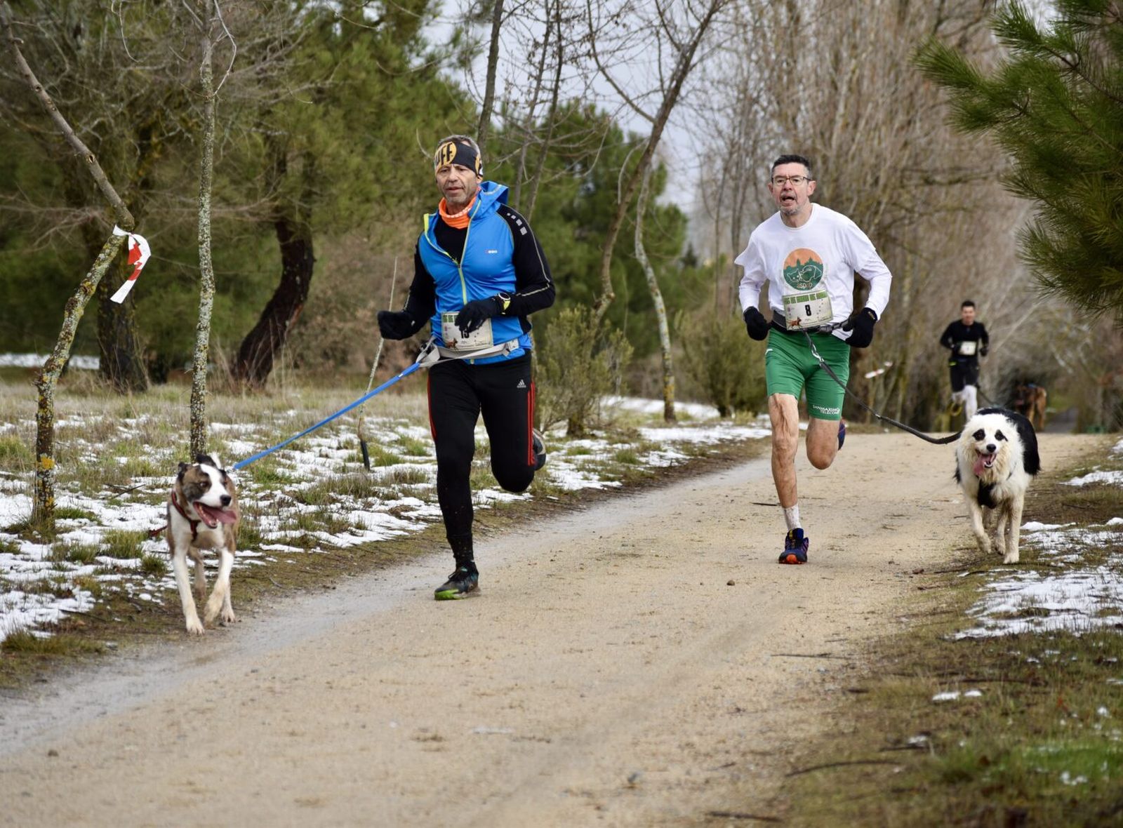 Guijuelo celebra el I Canicross
