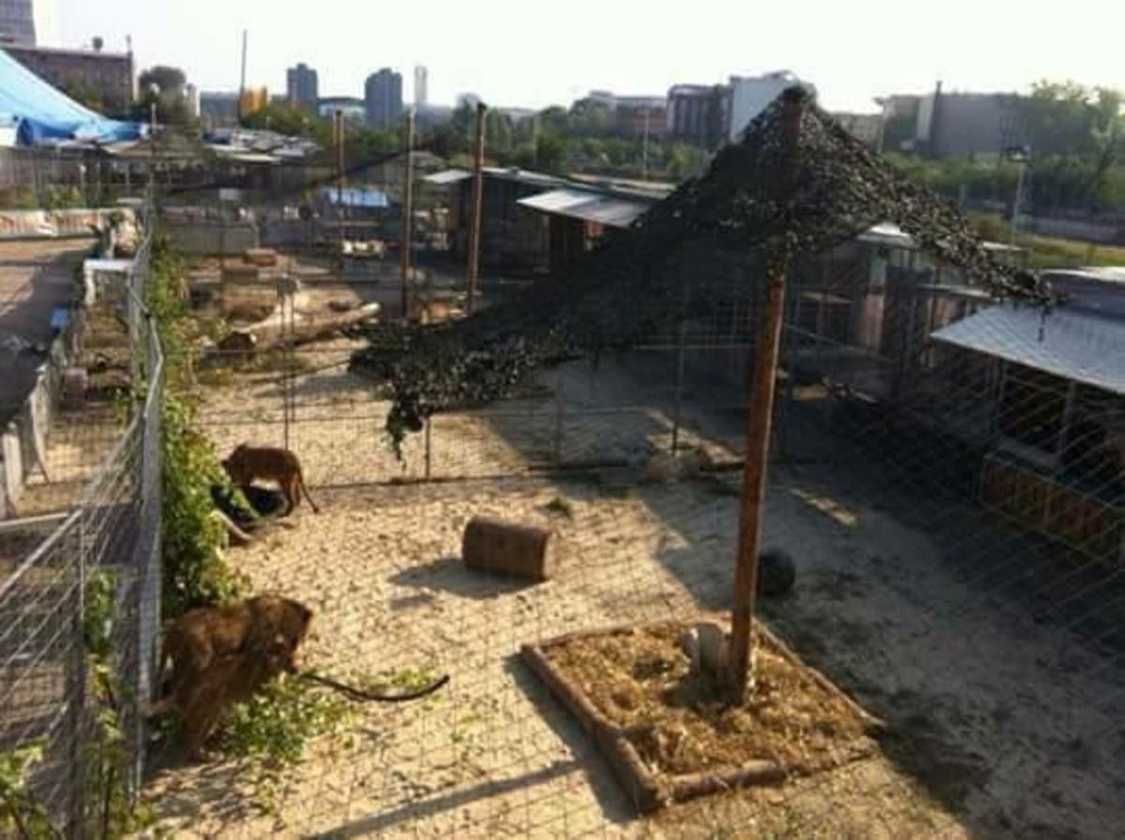 Circos reunidos (12)