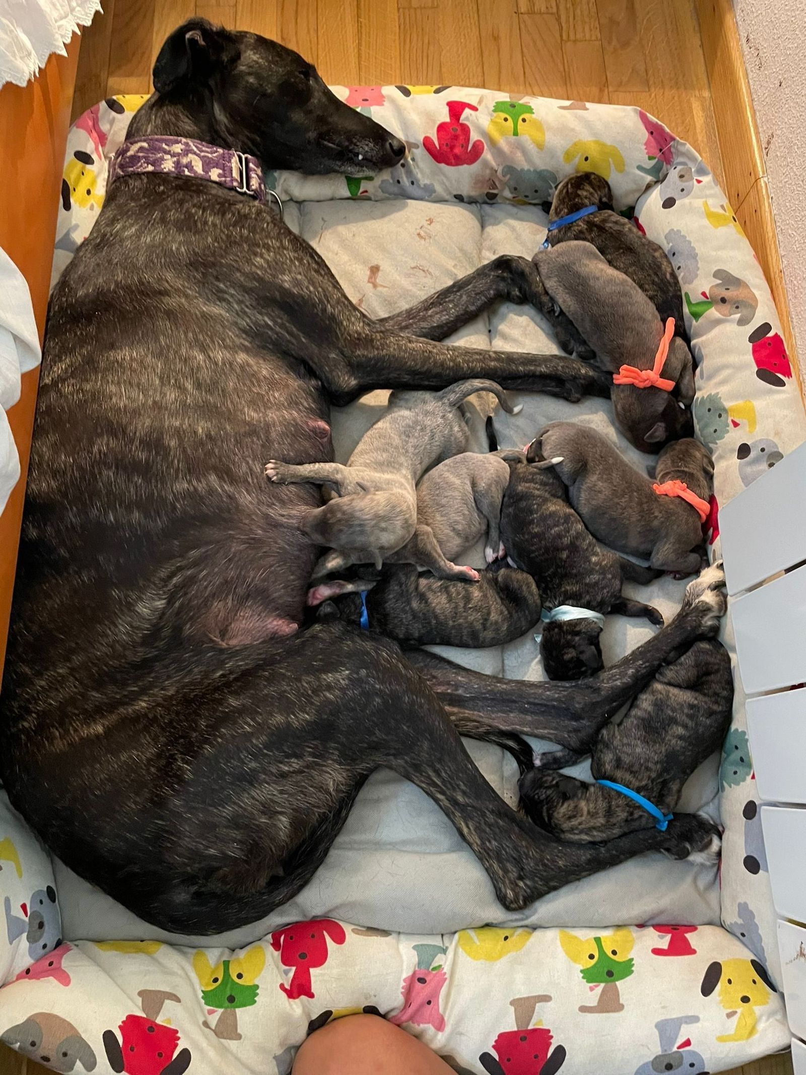 Protectora de animales 'Siempre Fiel' (10)