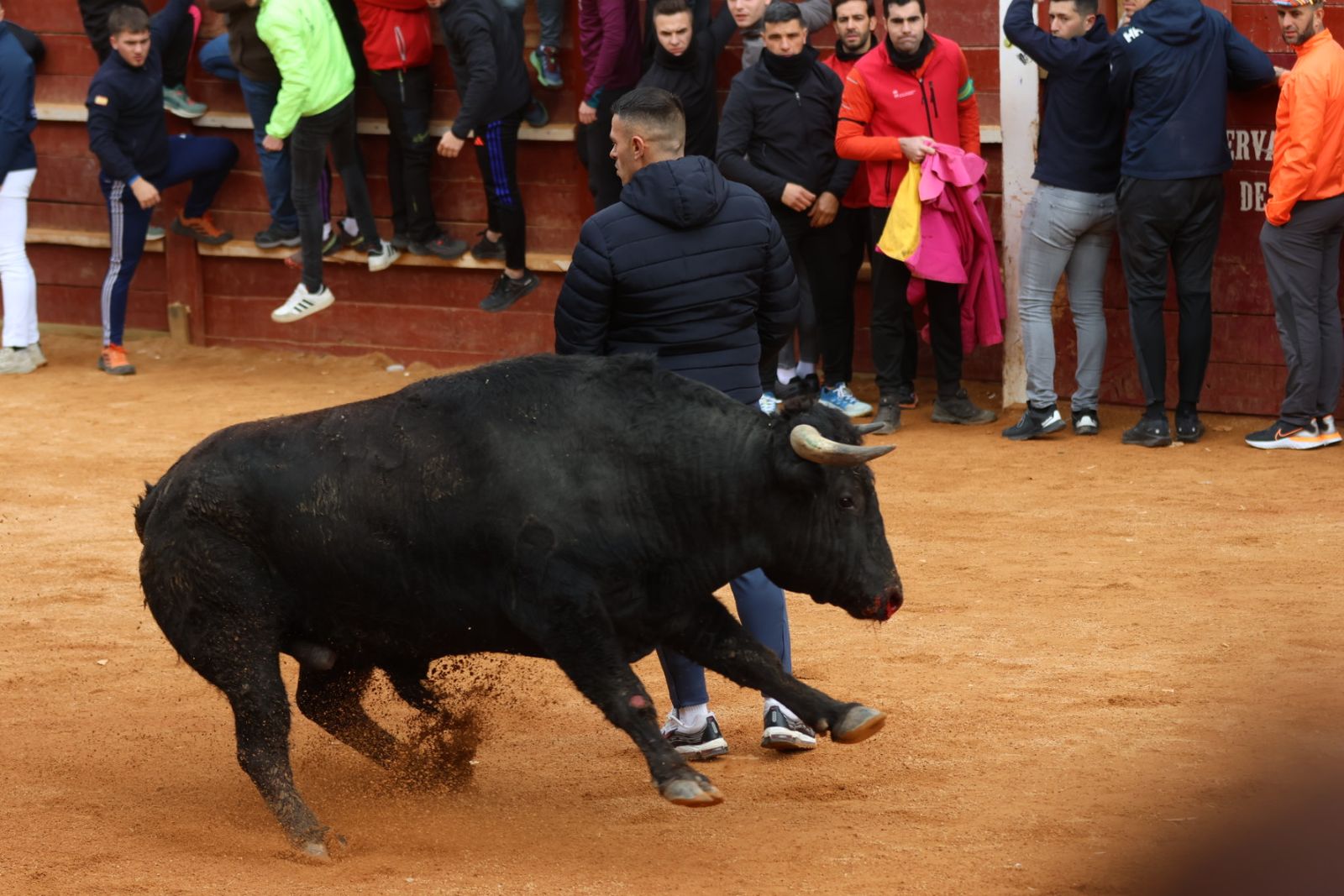 Mañana de capea de lunes en el Carnaval del Toro 2026