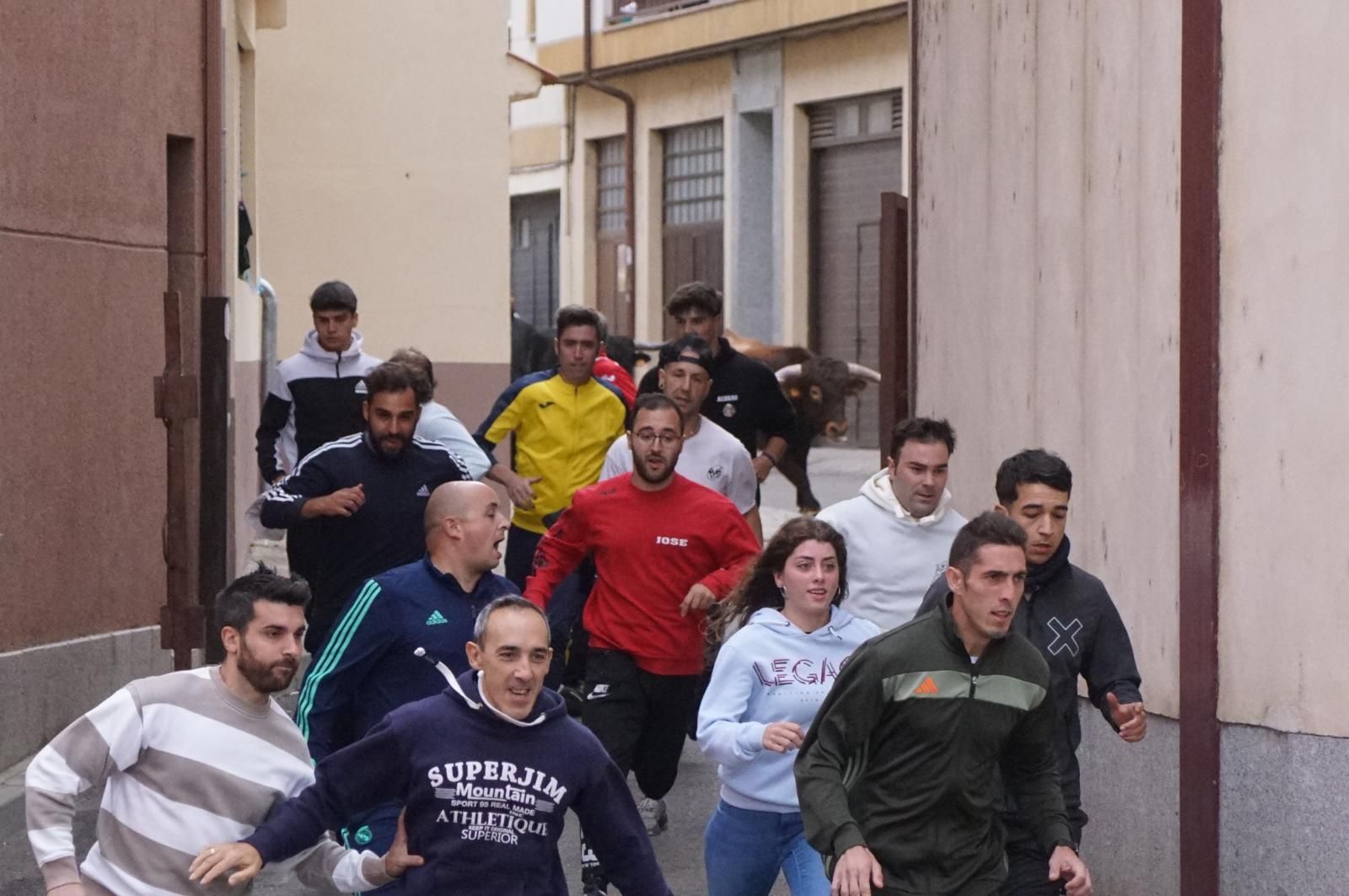 Alba de Tormes celebra un encierro, capea y encierro de minibueyes