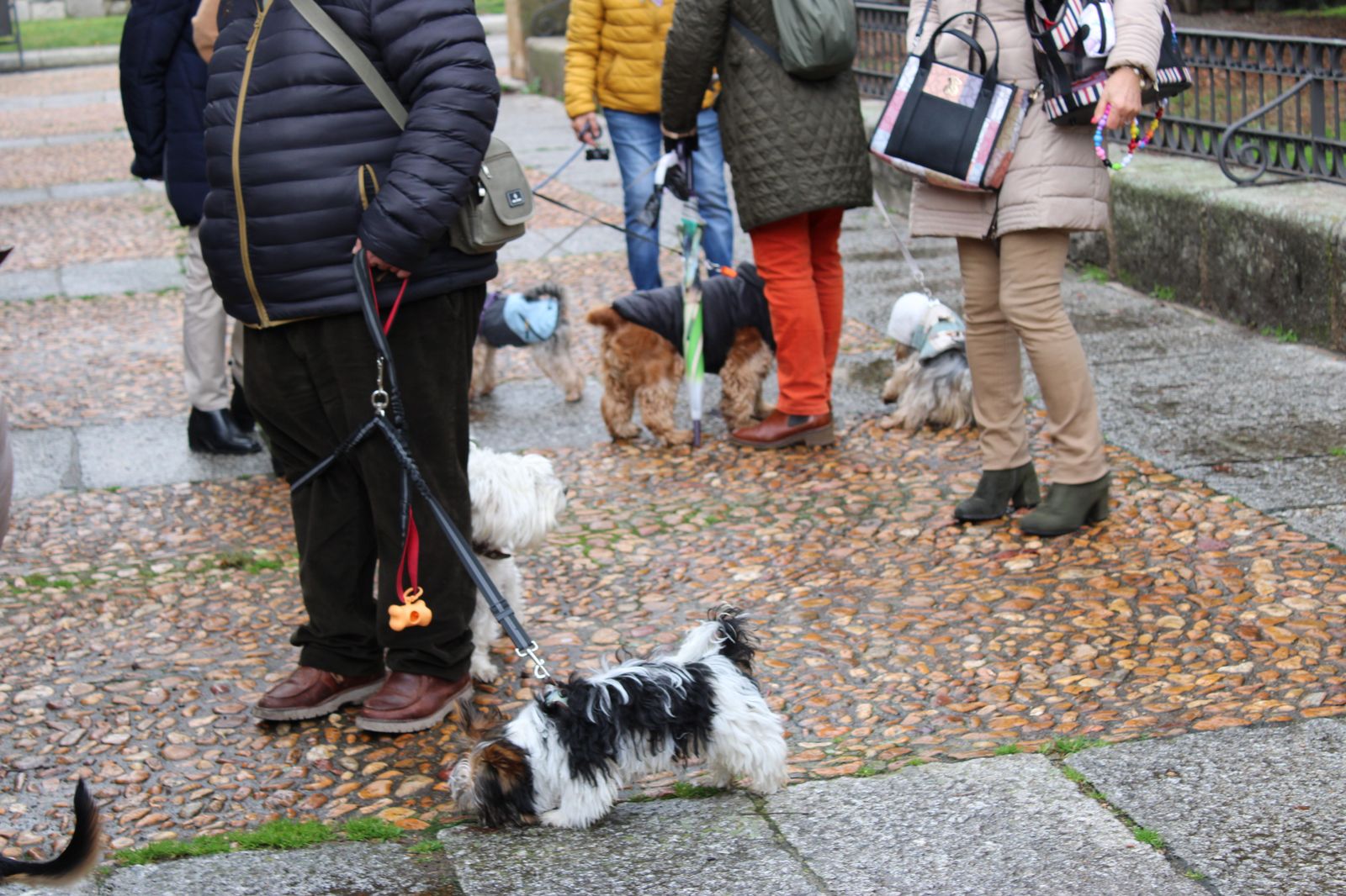 san-anton-bendicion-de-animales-2024-foto-s24h-26