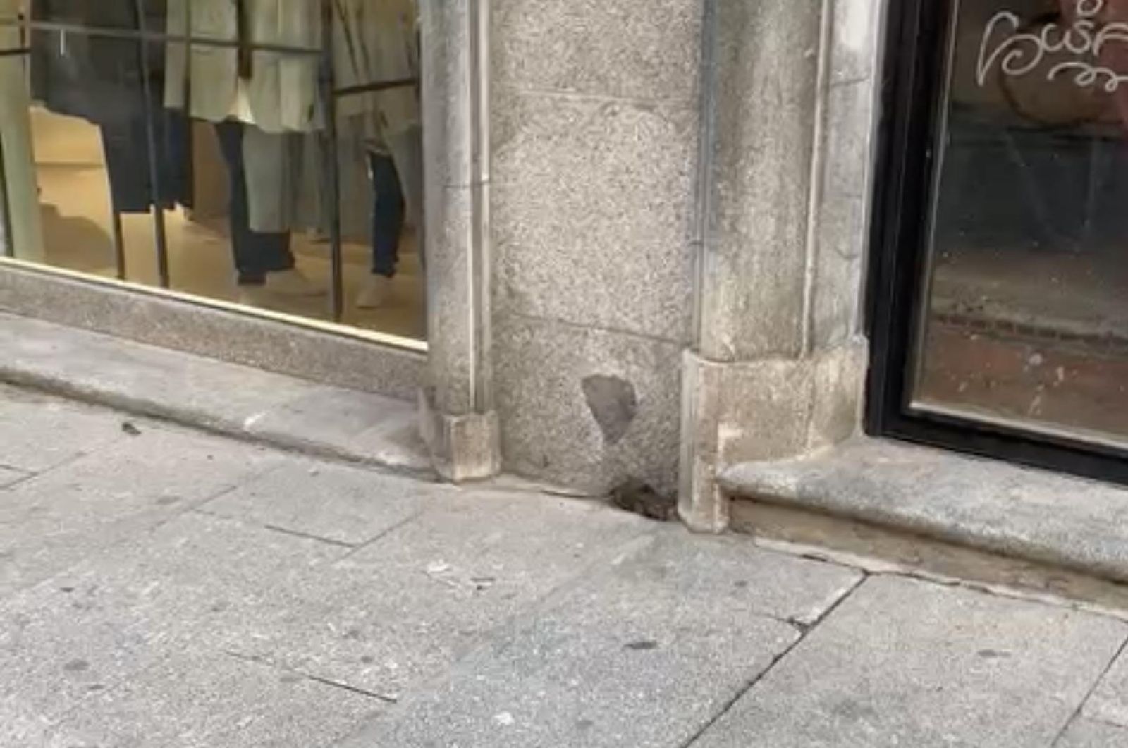 Rata por el centro de Salamanca