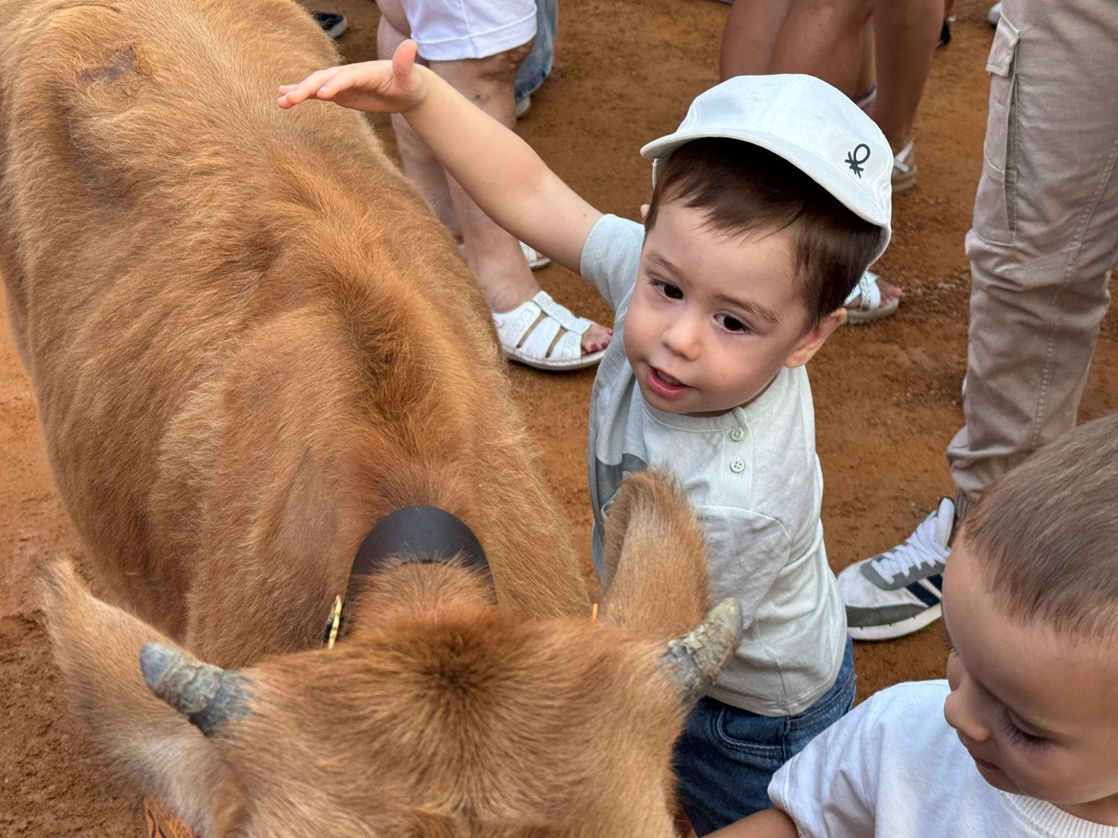 Encierro infantil de Mini Bueyes en Guijuelo durante sus fiestas 2025