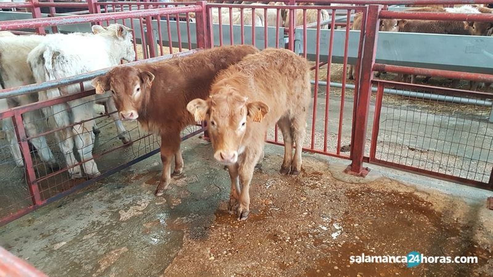 Mercado de ganado de Salamanca