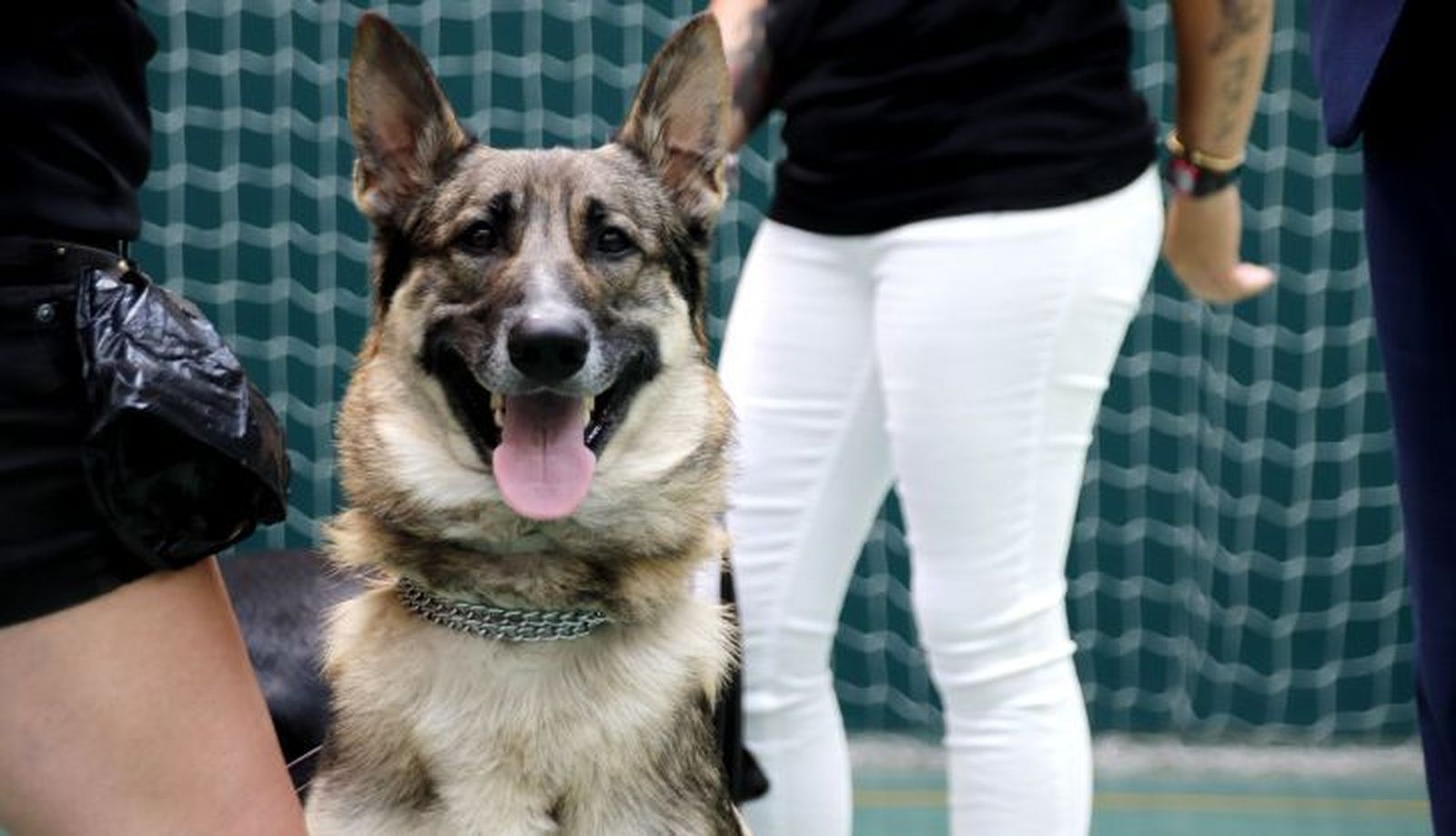 Uno de los perros del proyecto 'VioCan' en Salamanca
