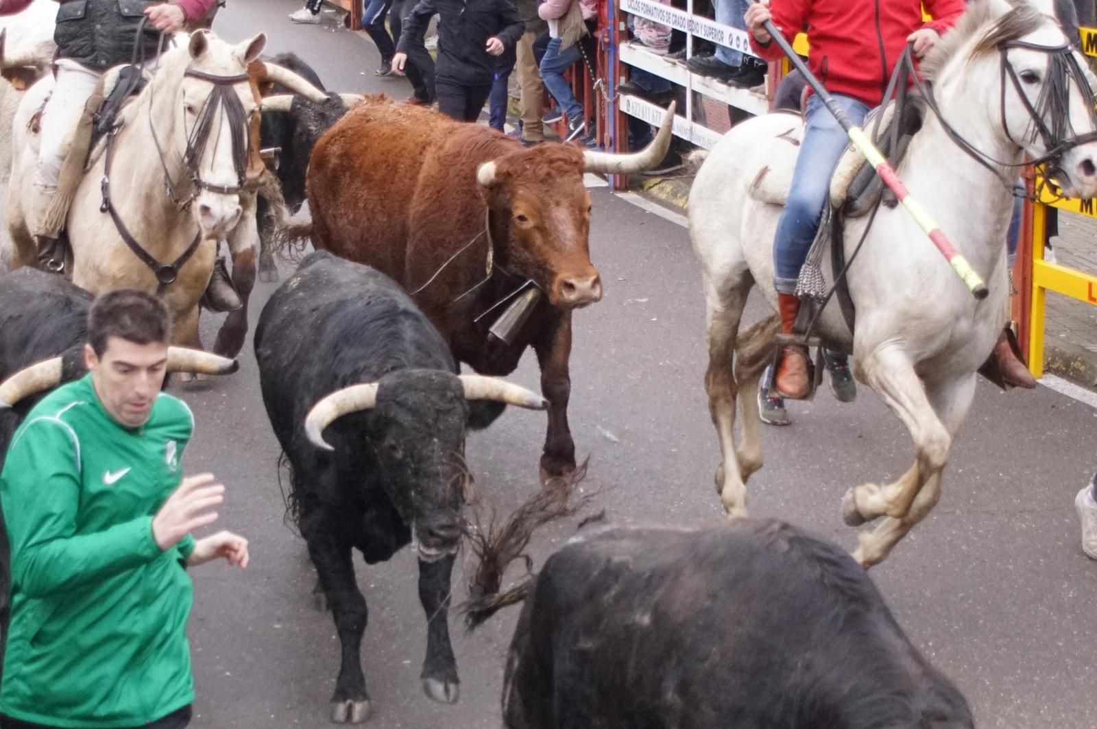 Encierro a Caballo en el Carnaval del Toro 2026 de Ciudad Rodrigo