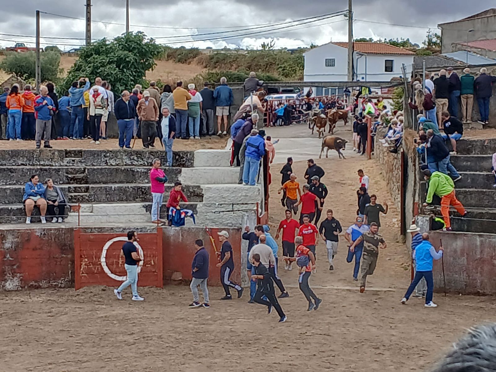 Segundo encierro con novillos de Valdeflores en Pereña de la Ribera