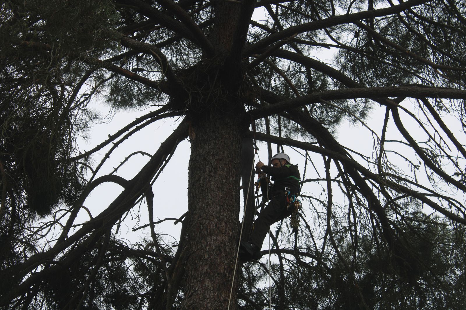 grupo-de-intervenciones-en-altura-agentes-medioambientales-reparacion-nido-cigueena-negra-en-espeja-65