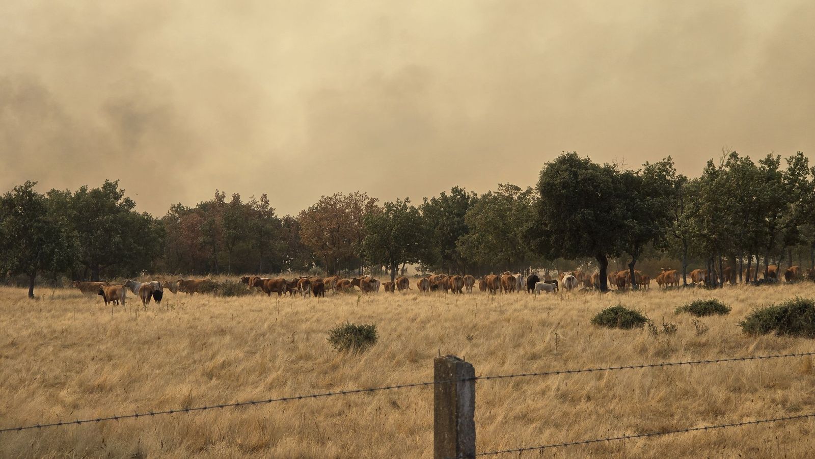 El incendio de Cipérez (IGR2) llega hasta Cerezal de Puertas