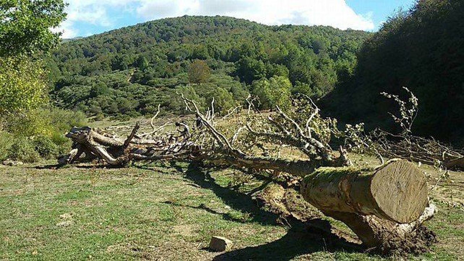 Tala indiscriminada de árboles en el paraíso del bosque de Hormas