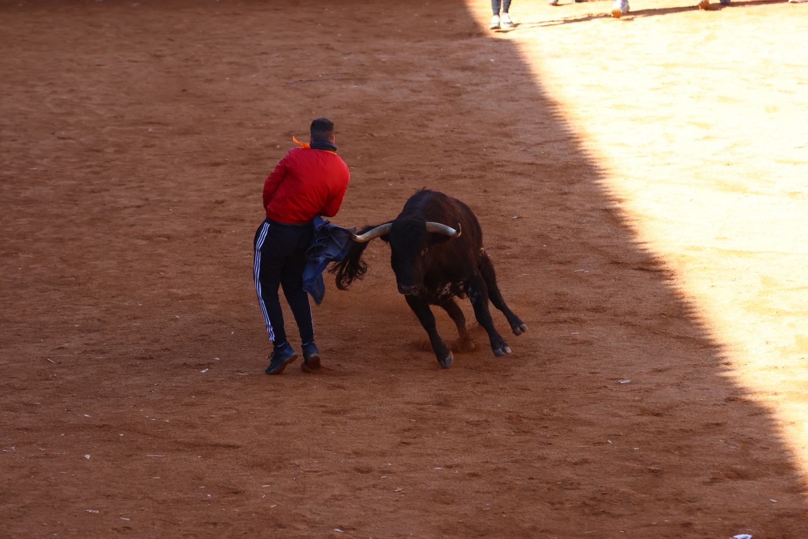 Capea de mañana en el martes del Carnaval del Toro de Ciudad Rodrigo