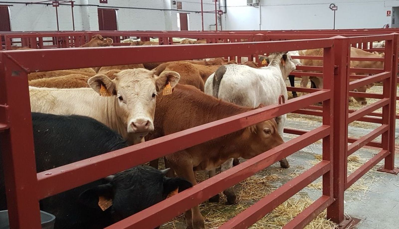 Mercado de ganado de Salamanca