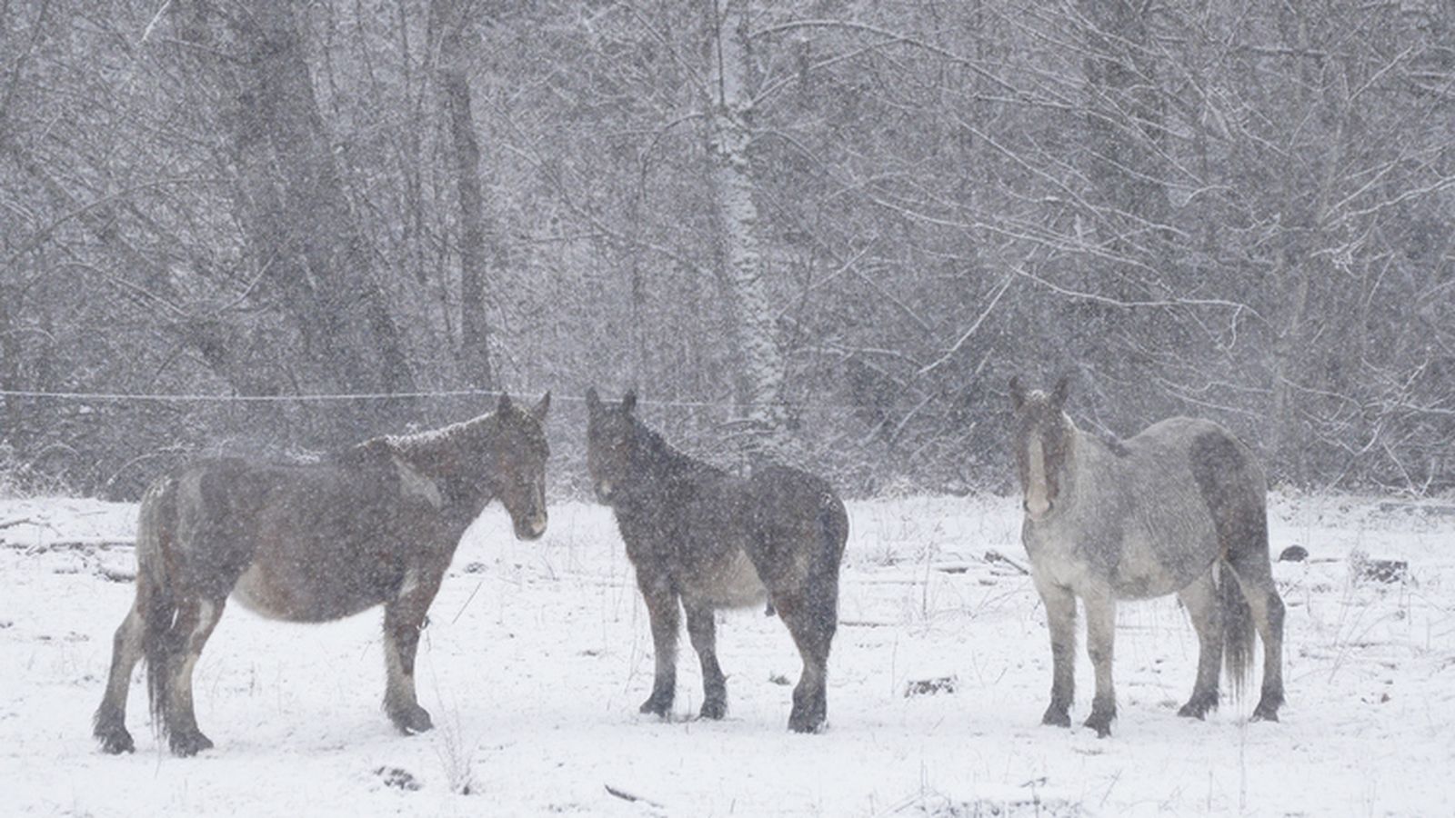 Nieve en El Bierzo