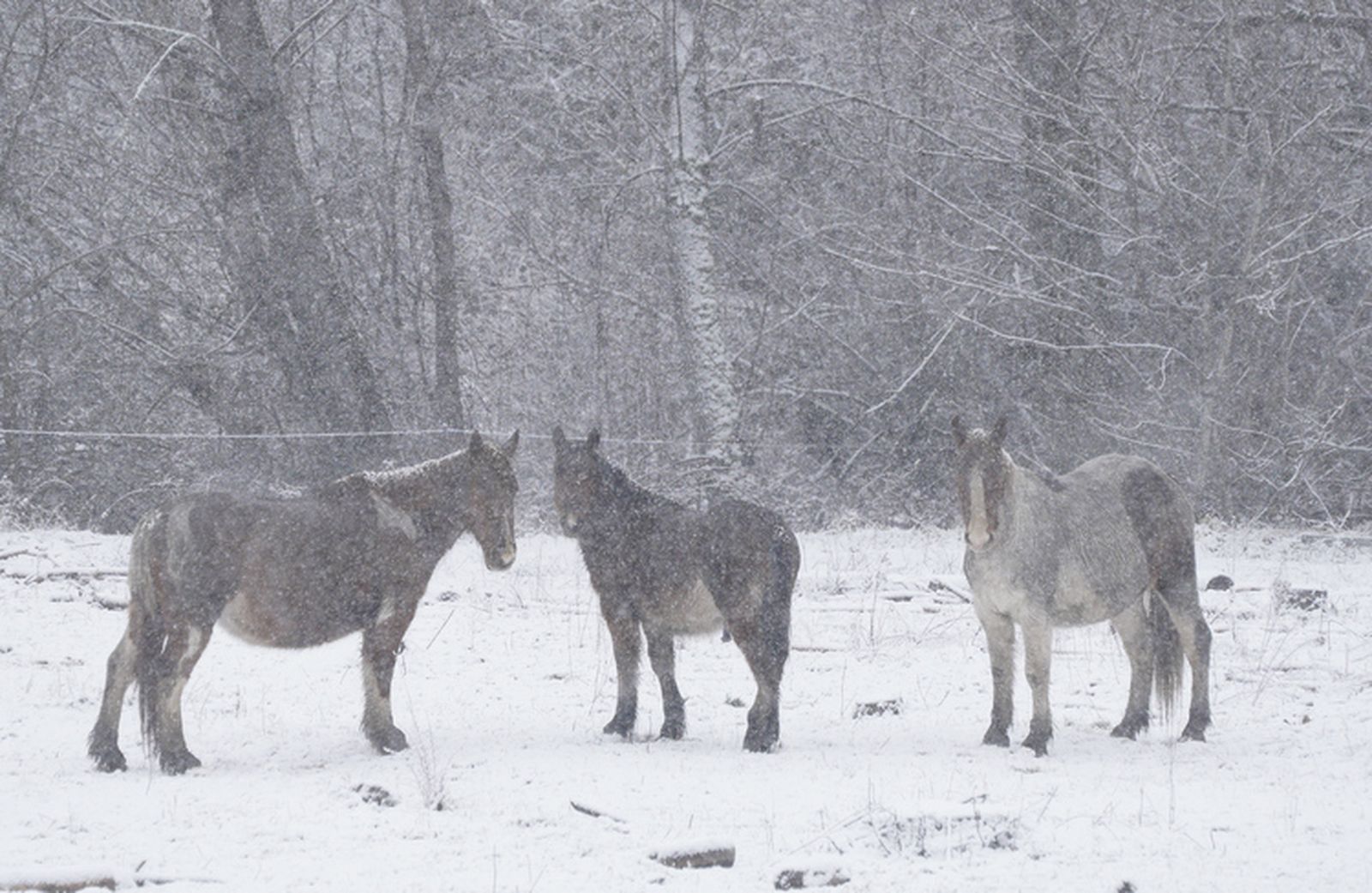 Nieve en El Bierzo