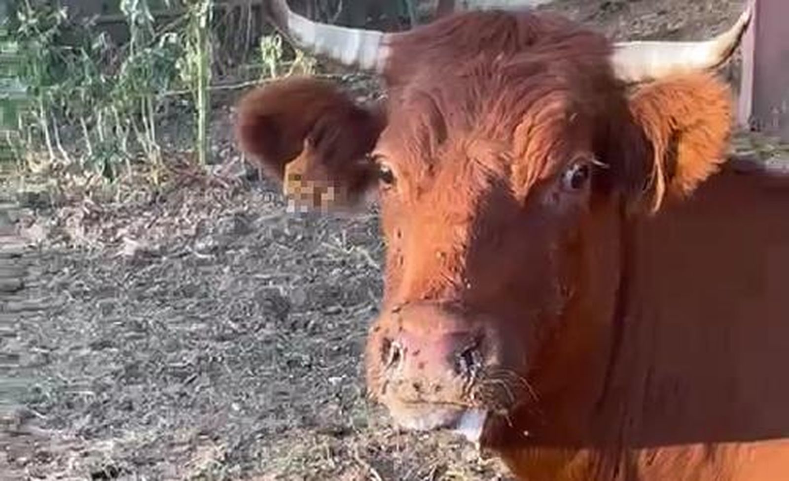 Vaca con síntomas en una explotación de Cipérez