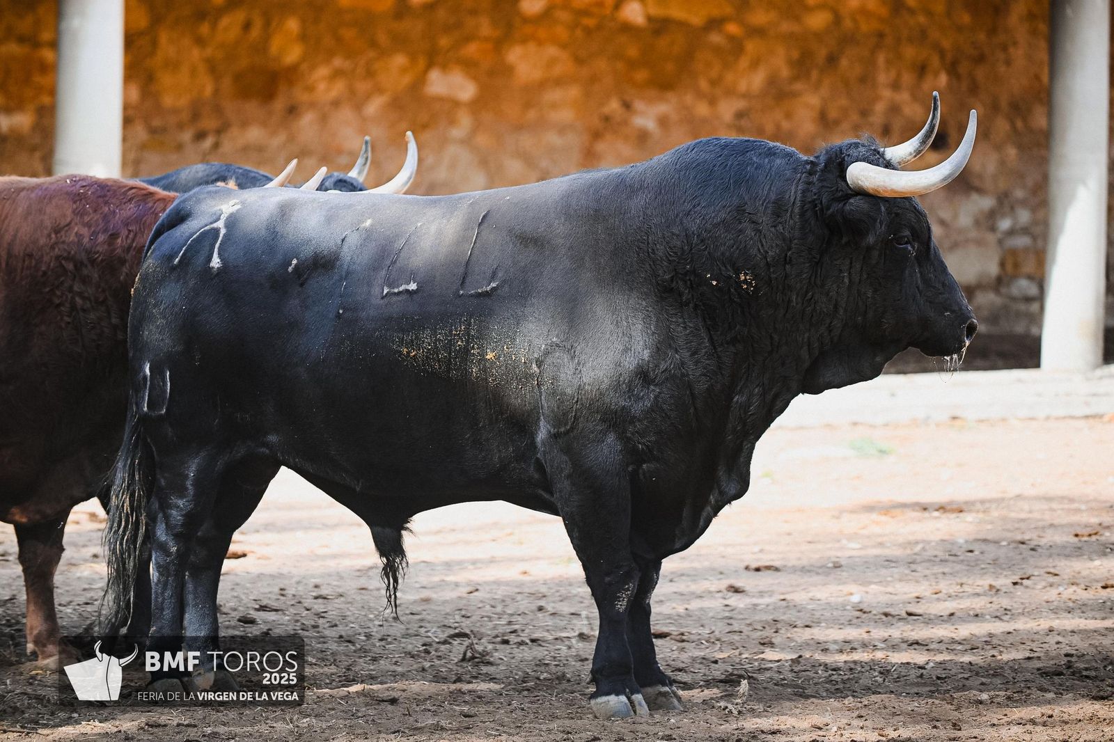 Sorteo de la corrida de Vellosino para Damián Castaño, Diego San Román e Ismael Martín en La Glorieta
