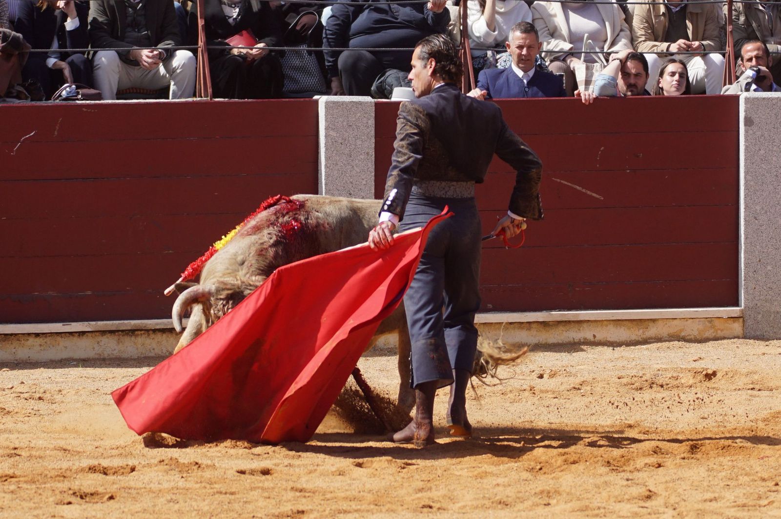 Festival taurino solidario por la esclerosis múltiple en Guijuelo