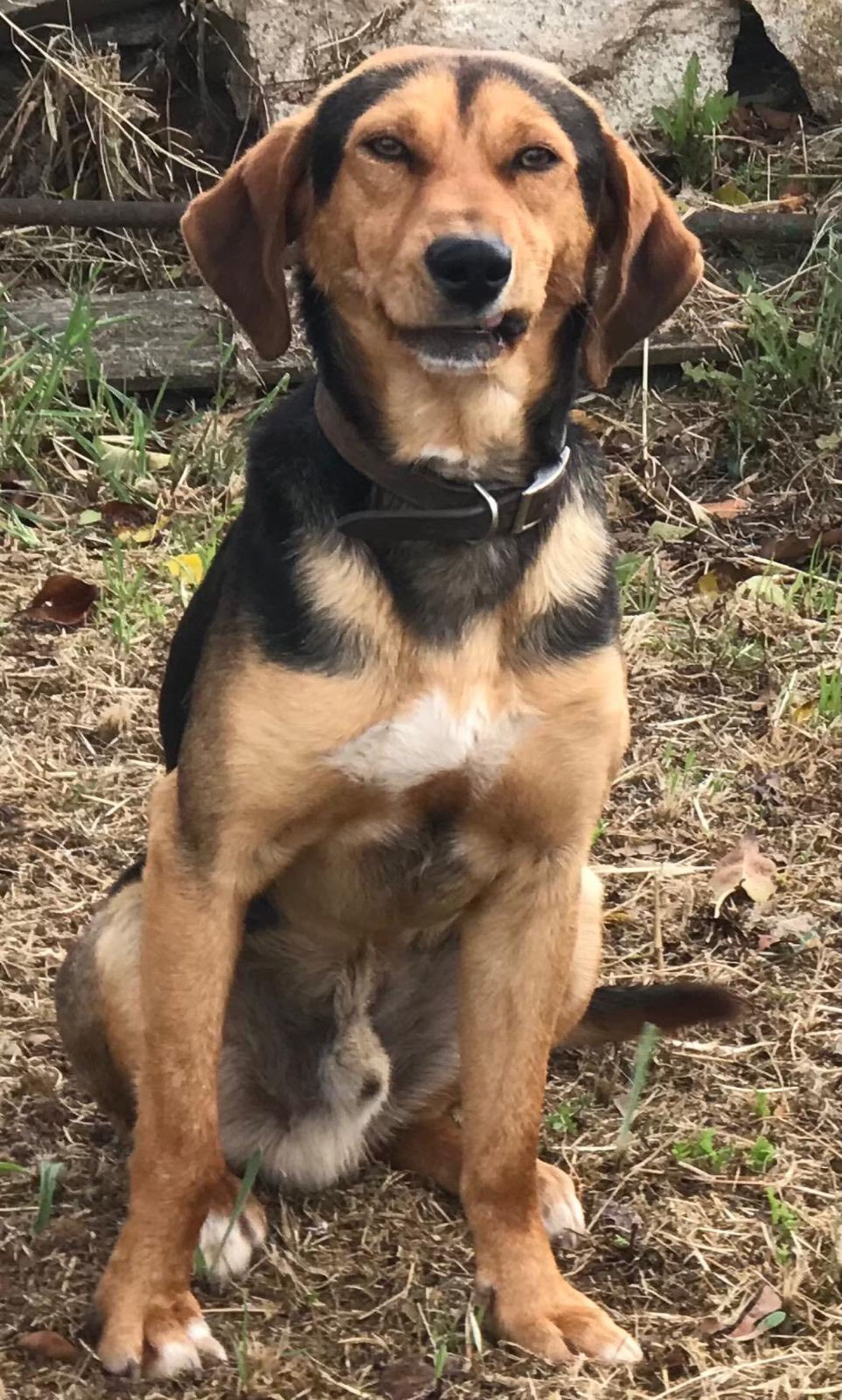 Congo, perro perdido en Valcabado 2