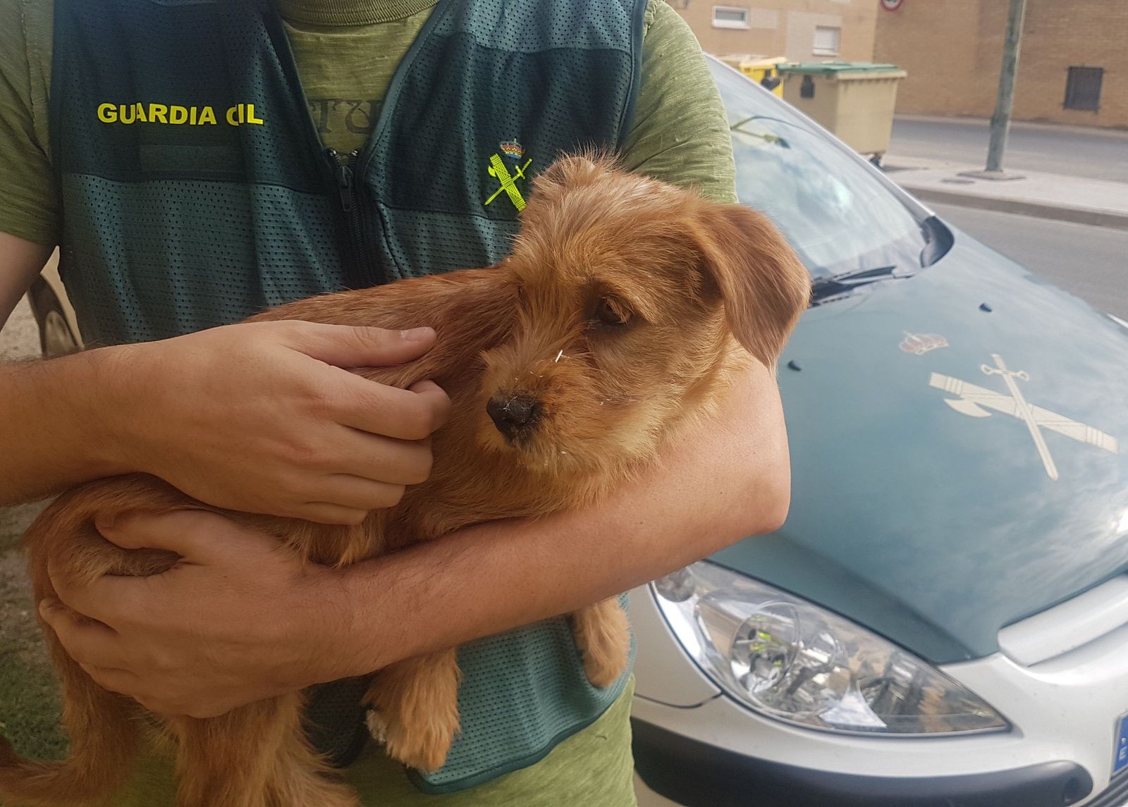 Cachorro que los dos investigados arrojaron al río en Funes