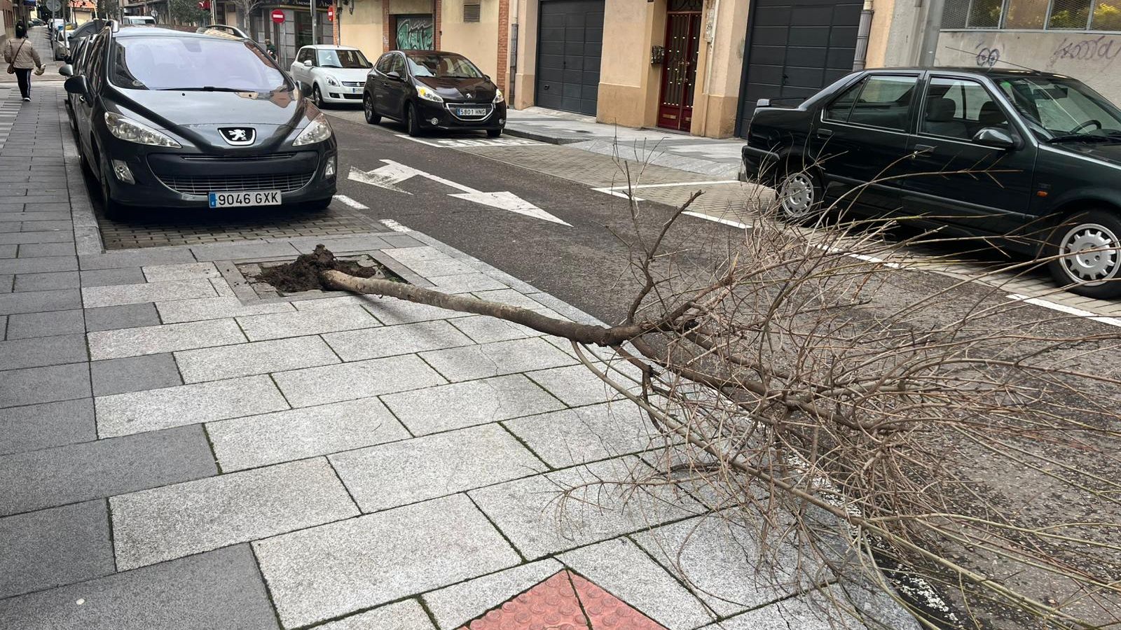Caída de un árbol por el viento en la calle Bolívar