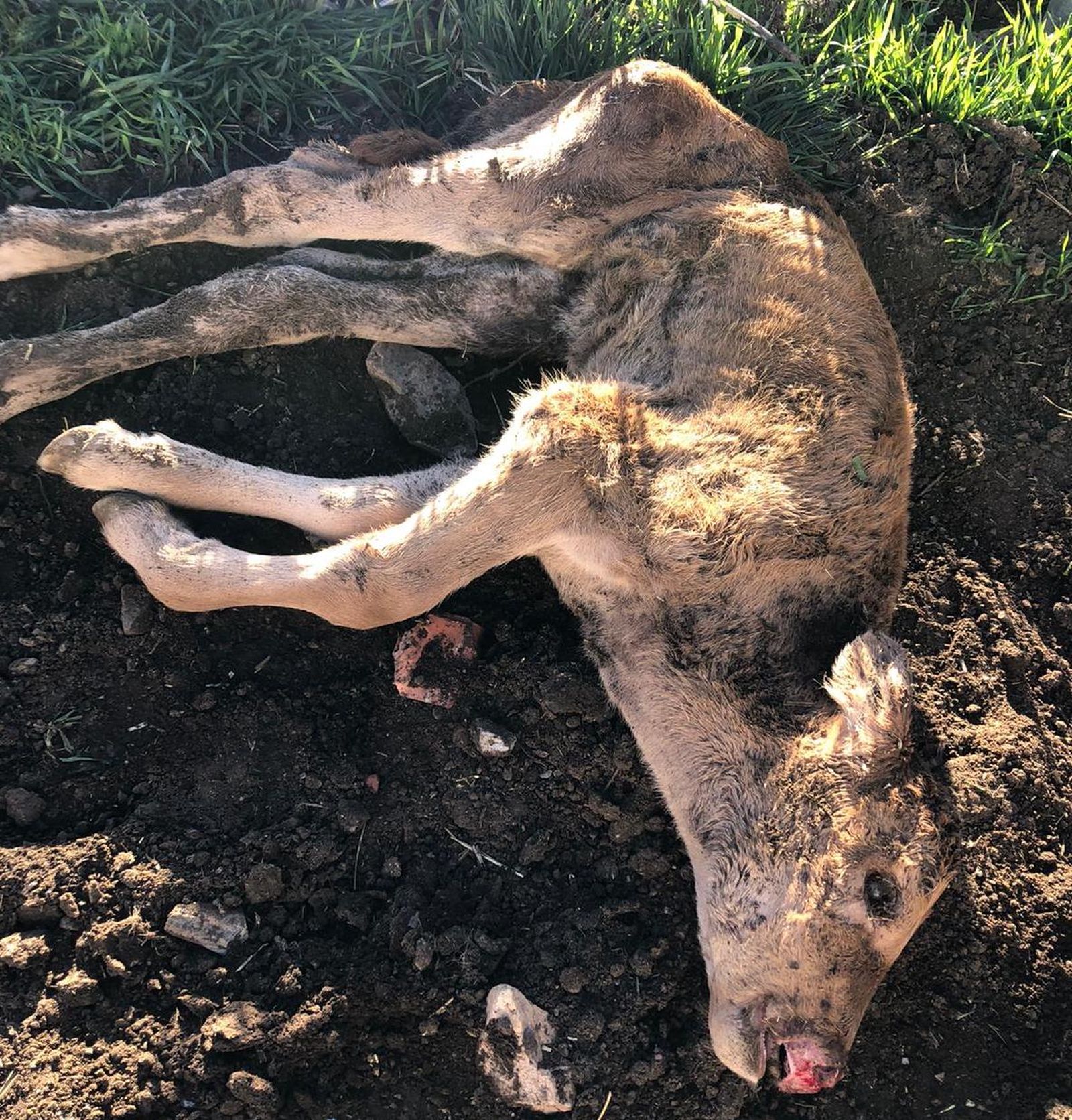 Ataque de meloncillo a un ternero