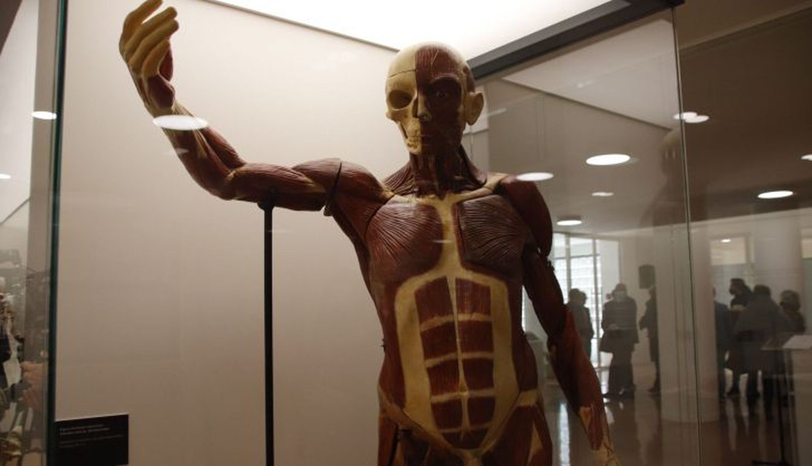 figuras anatómicas de cera coloreada de los siglos XIX y XX conservadas en el Departamento de Anatomía e Histologías Humanas de la Universidad de Salamanca