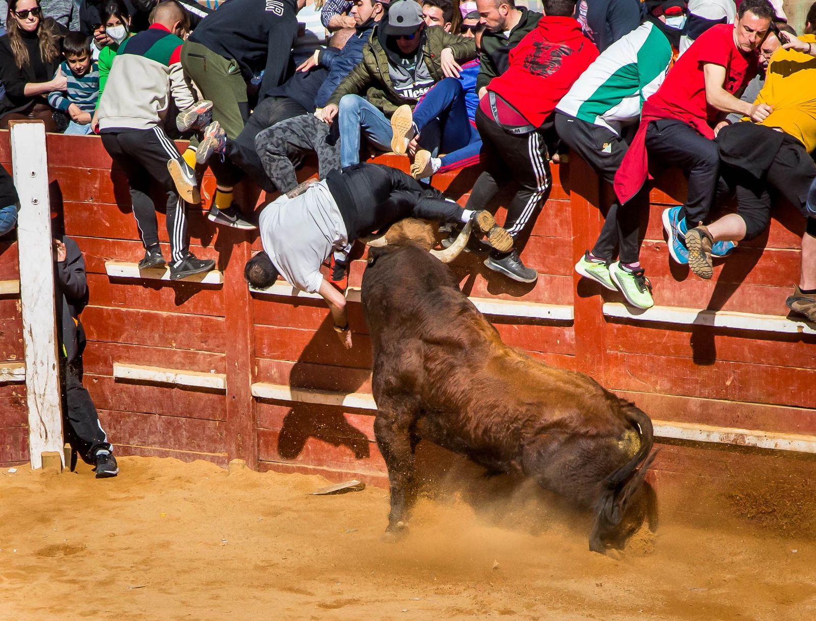 Momento de la cornada en la capea de este lunes Ciudad Rodrigo. Foto ICAL