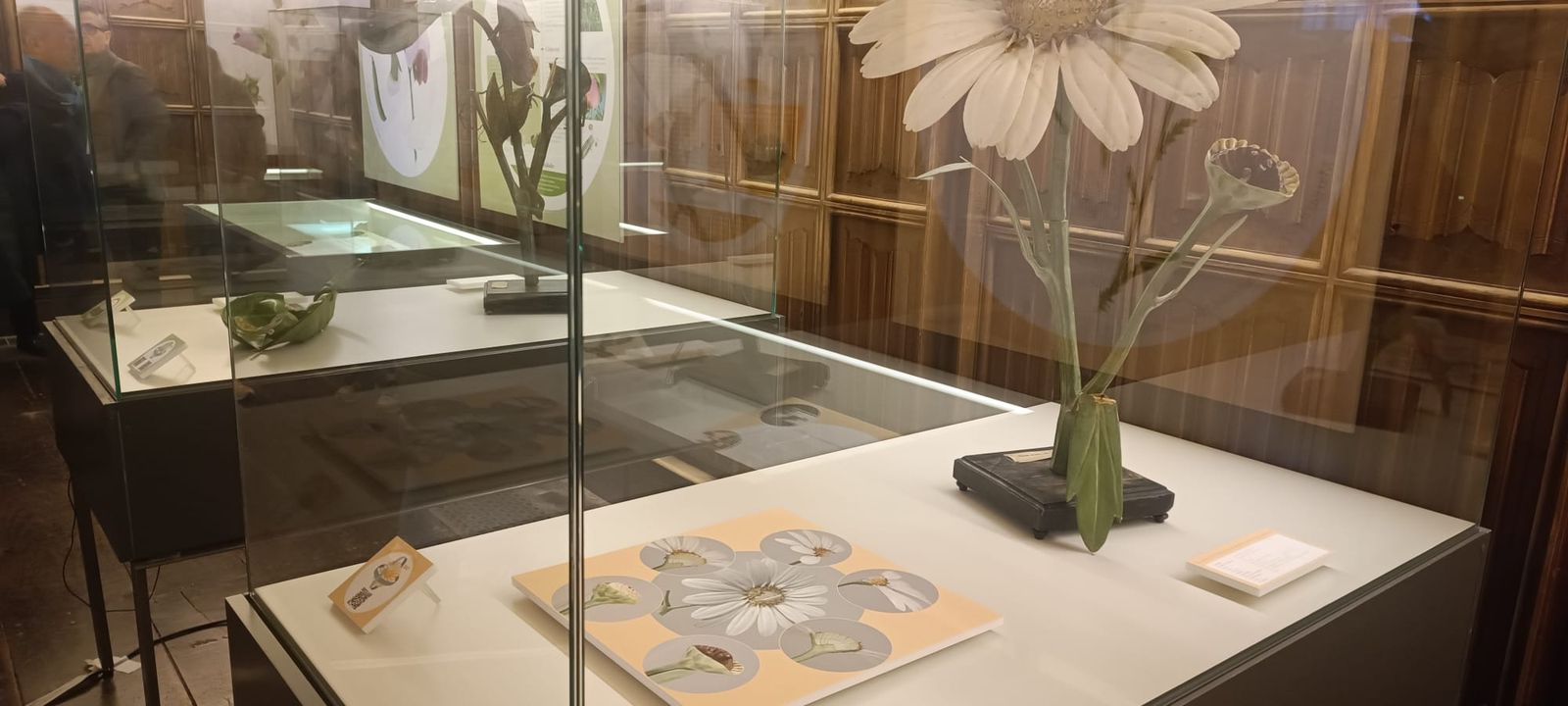 exposicion-botanica-10