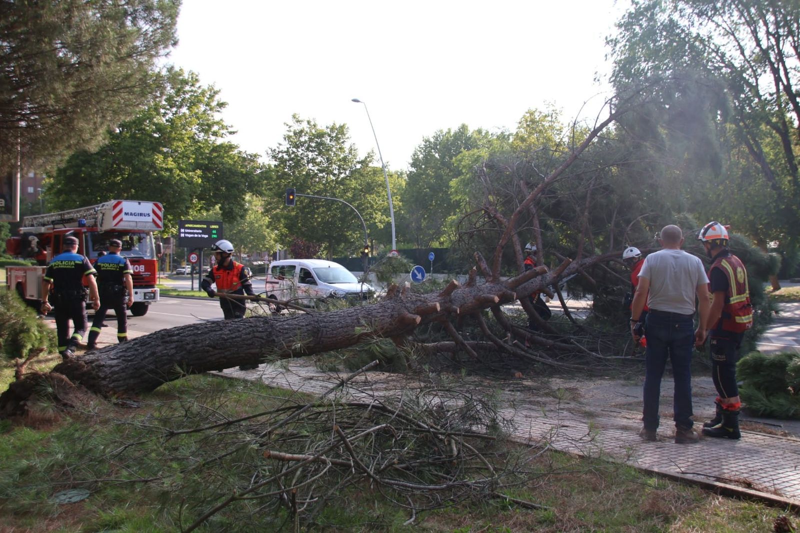 El árbol obstaculiza la vía