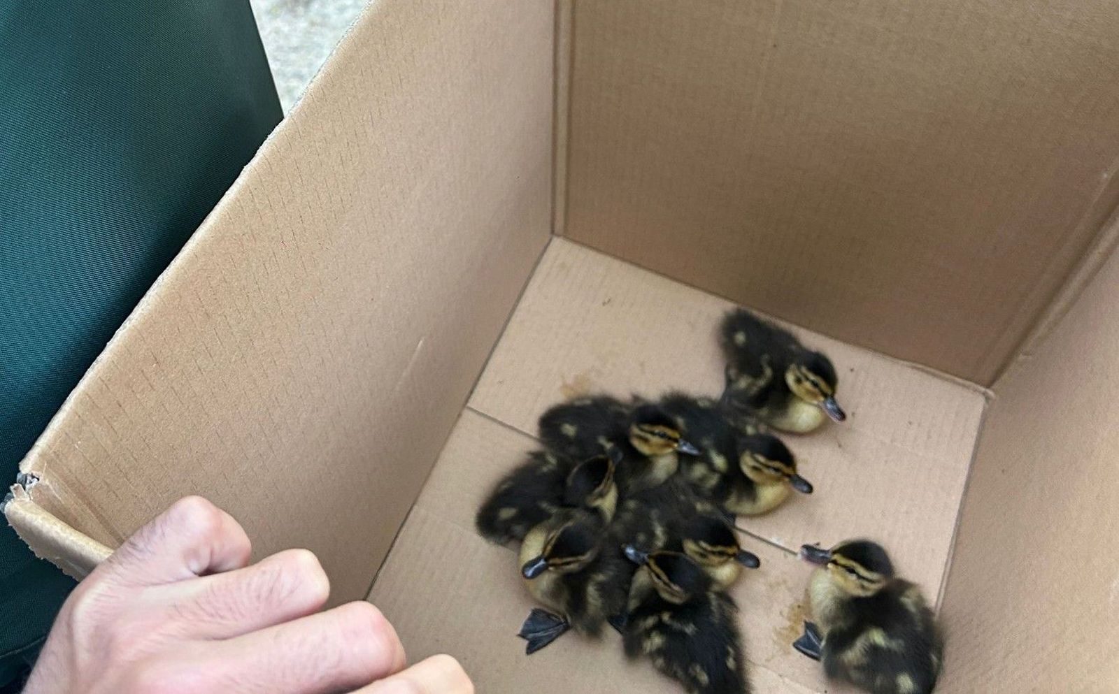 Guardia Civil y Policía Local de Santa Marta rescatan a una familia de patos en plena calzada de la avenida Madrid. Foto: Guardia Civil de Salamanca